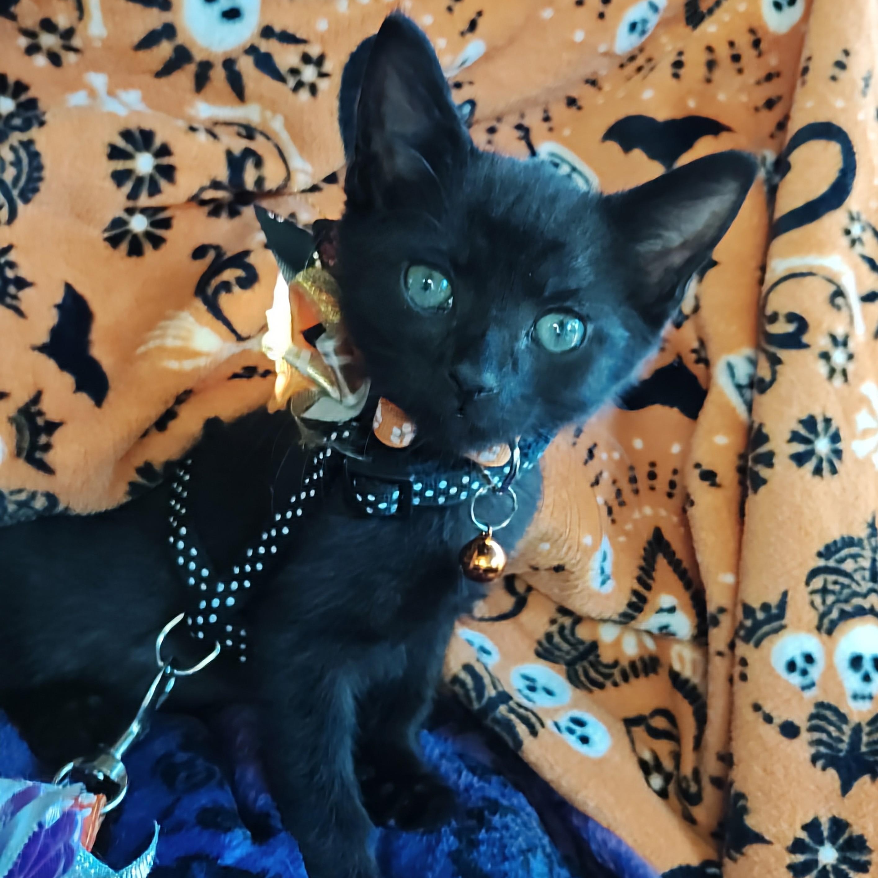 Enlarge Raising Cane's Madame Raven Boo Too - "Mads", a Adopted Domestic Short Hair in Mt Pleasant, SC image 4/6
