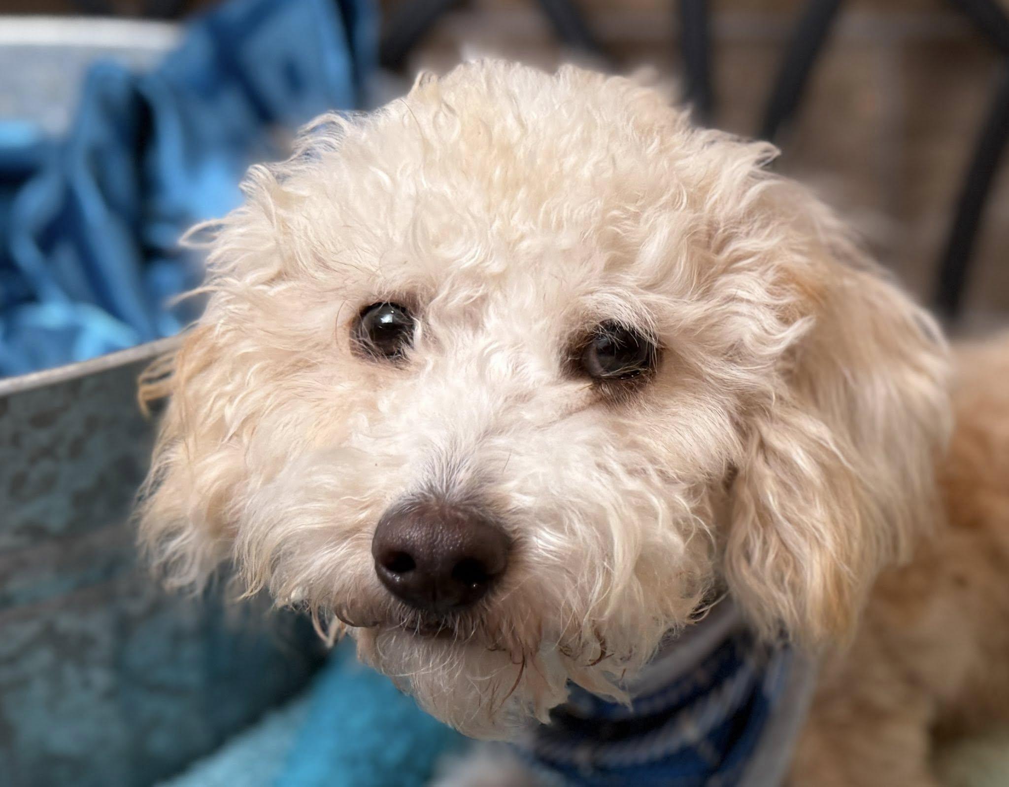 Sebastian - your friendly Walmart greeter!