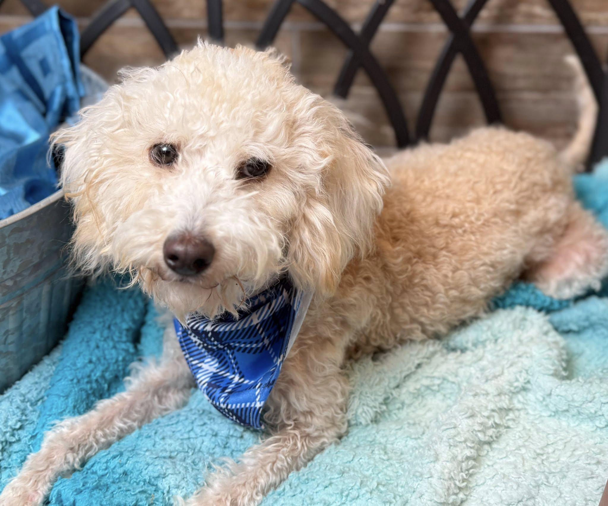 Sebastian - your friendly Walmart greeter!
