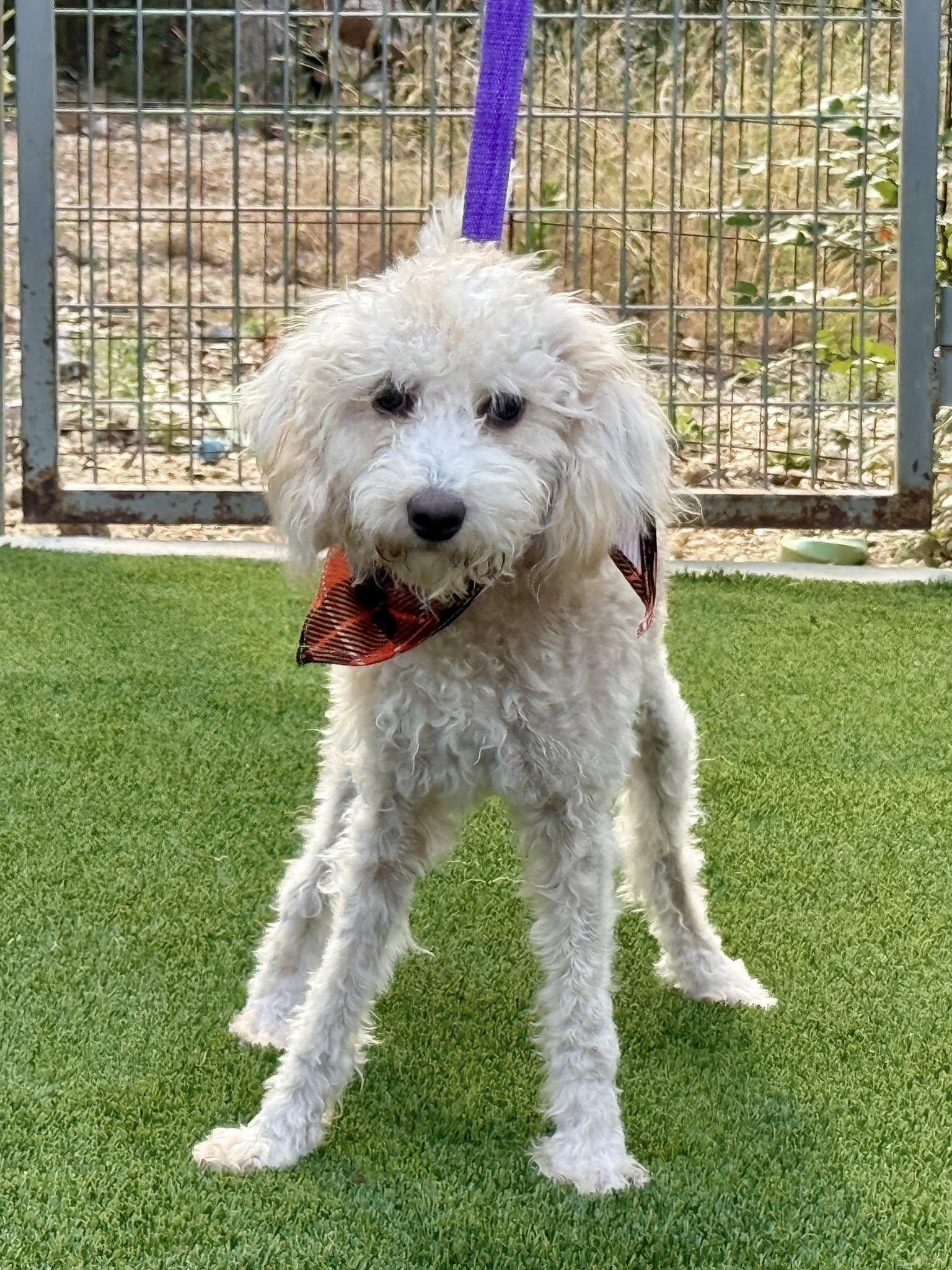 Sebastian - your friendly Walmart greeter!