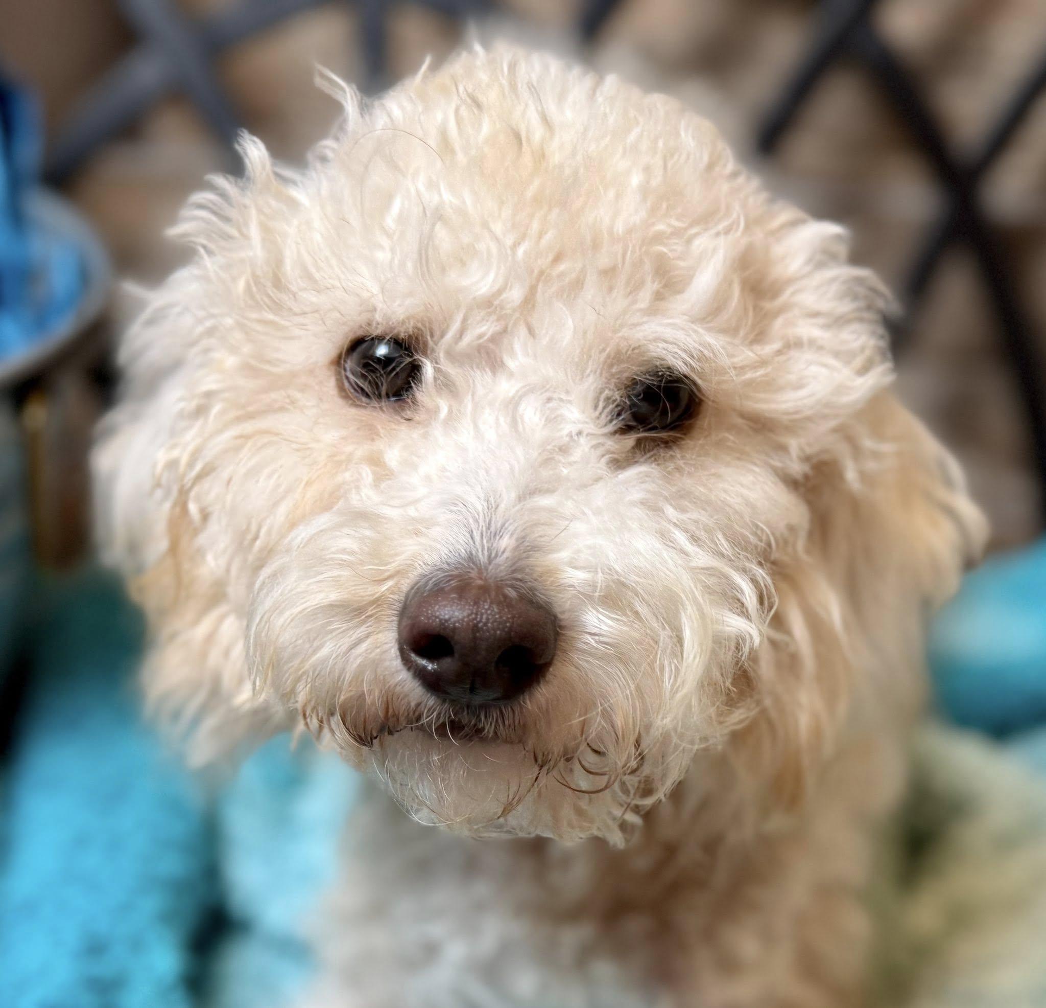 Sebastian - your friendly Walmart greeter!