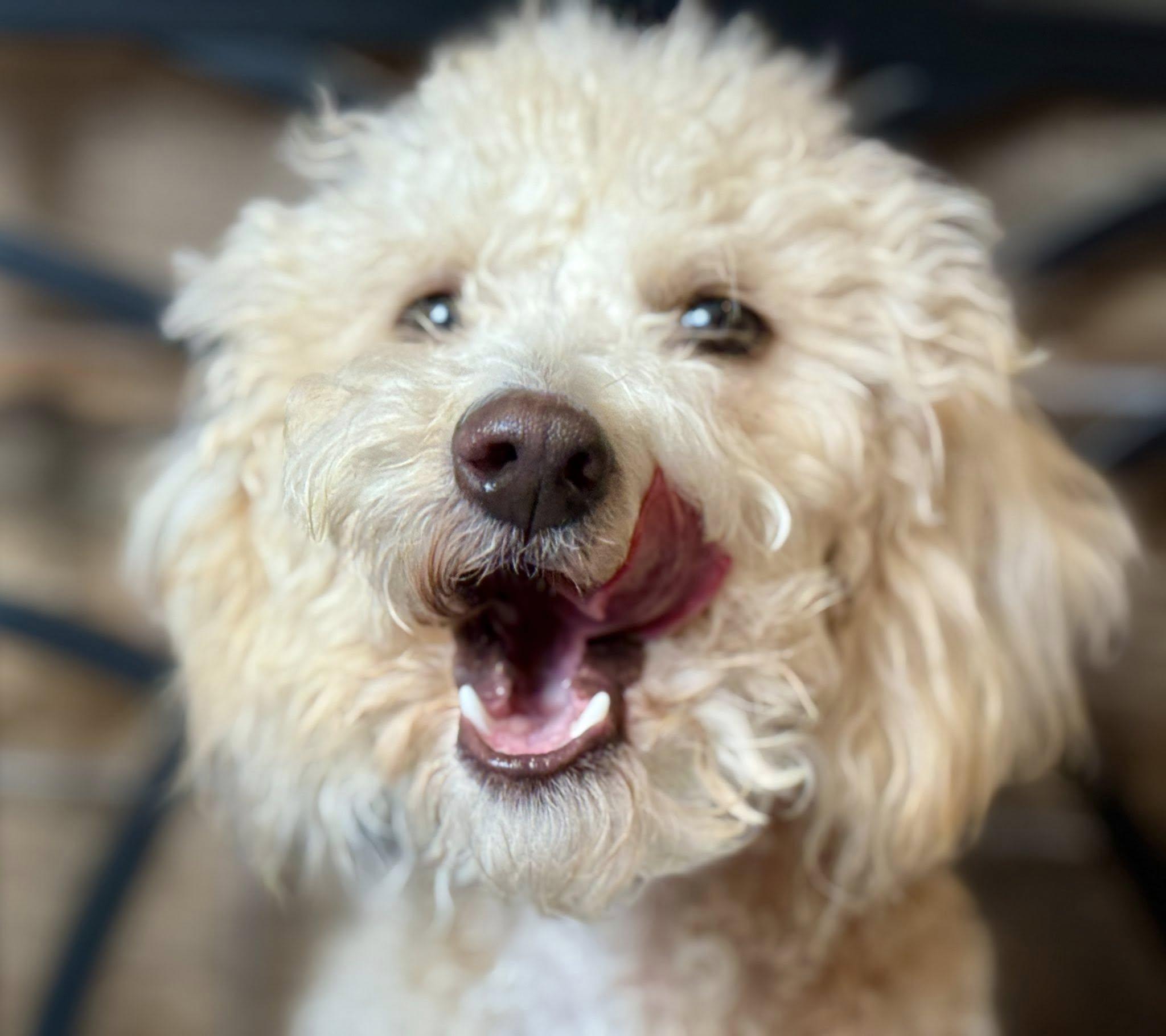 Sebastian - your friendly Walmart greeter!