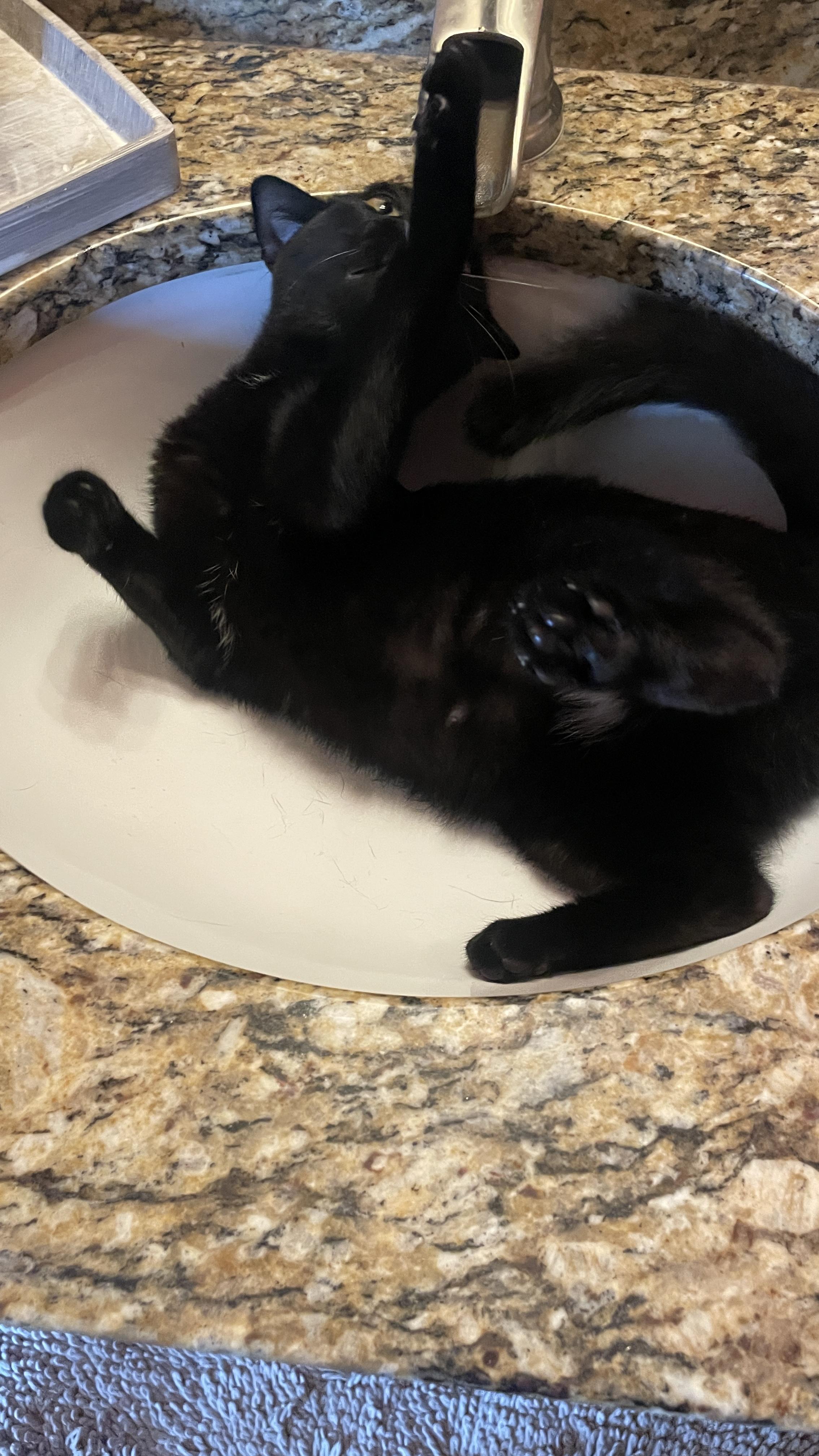 Luna and Marlowe- 2 Peas in a Pod, Adopted, Young Female Bombay & Siamese.