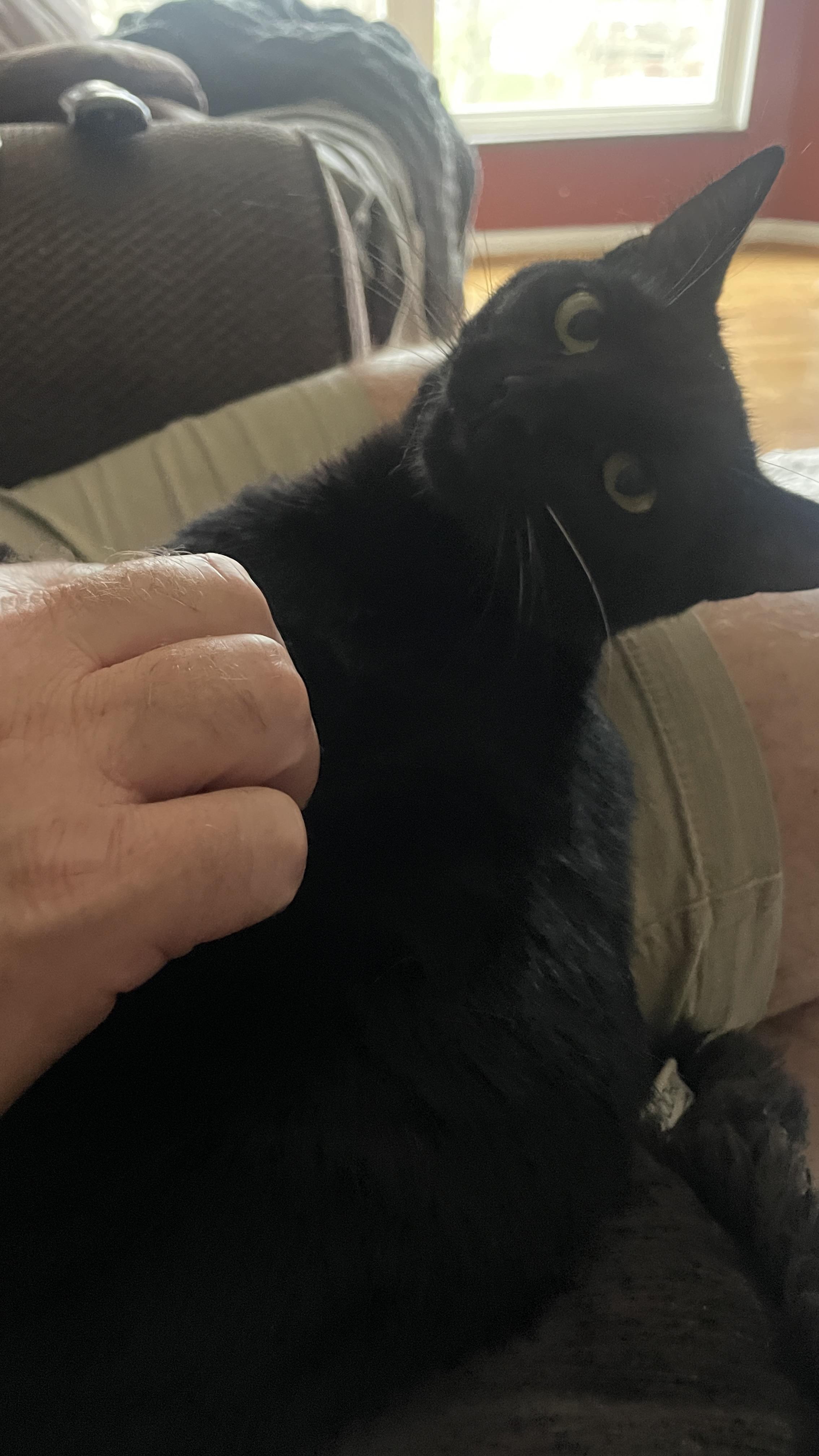 Enlarge Luna and Marlowe- 2 Peas in a Pod, a Adopted mixed breed in Taylor Mill, KY image 2/4