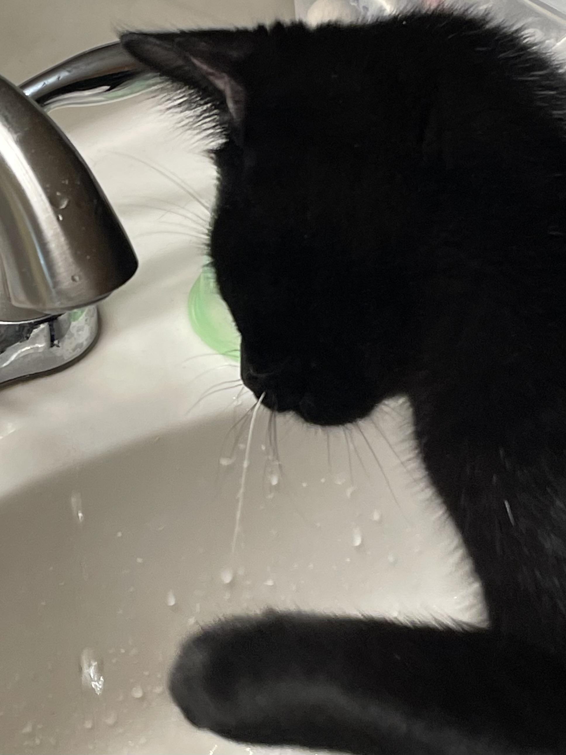 Enlarge Luna and Marlowe- 2 Peas in a Pod, a Adopted mixed breed in Taylor Mill, KY image 3/4