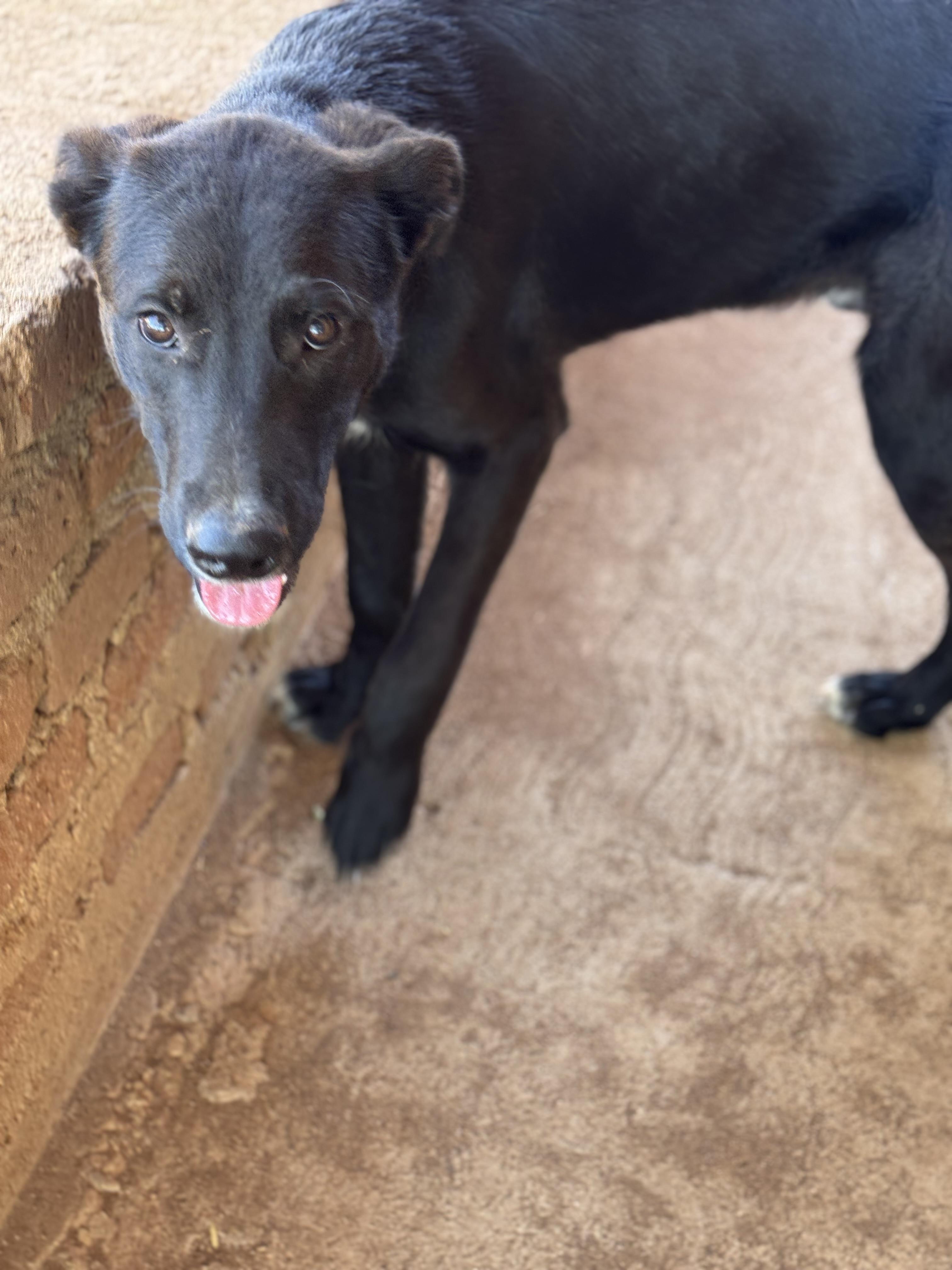 Enlarge Coffee, a Adoptable mixed breed in Bakersfield, CA image 1/6