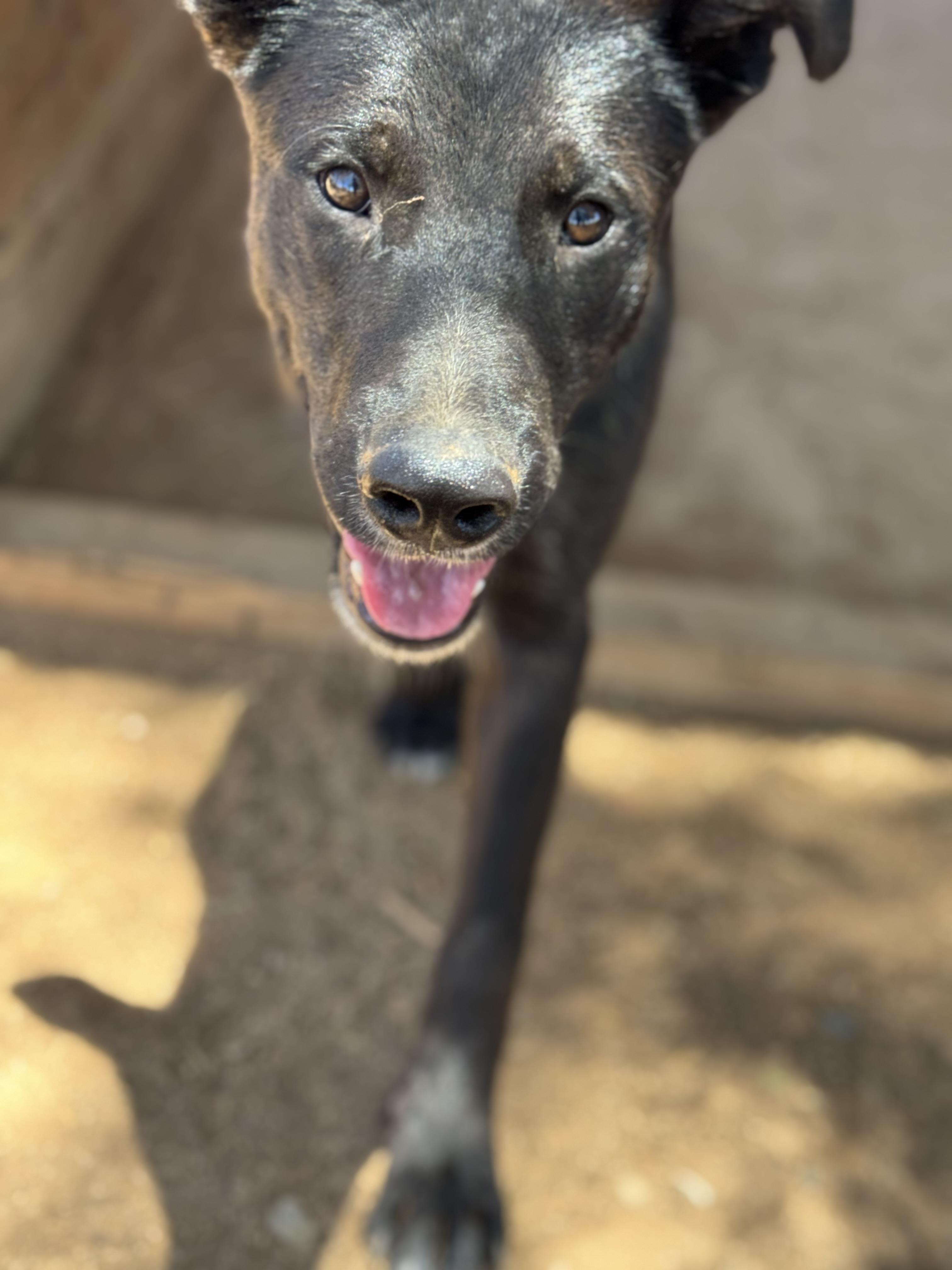 Enlarge Coffee, a Adoptable mixed breed in Bakersfield, CA image 2/6