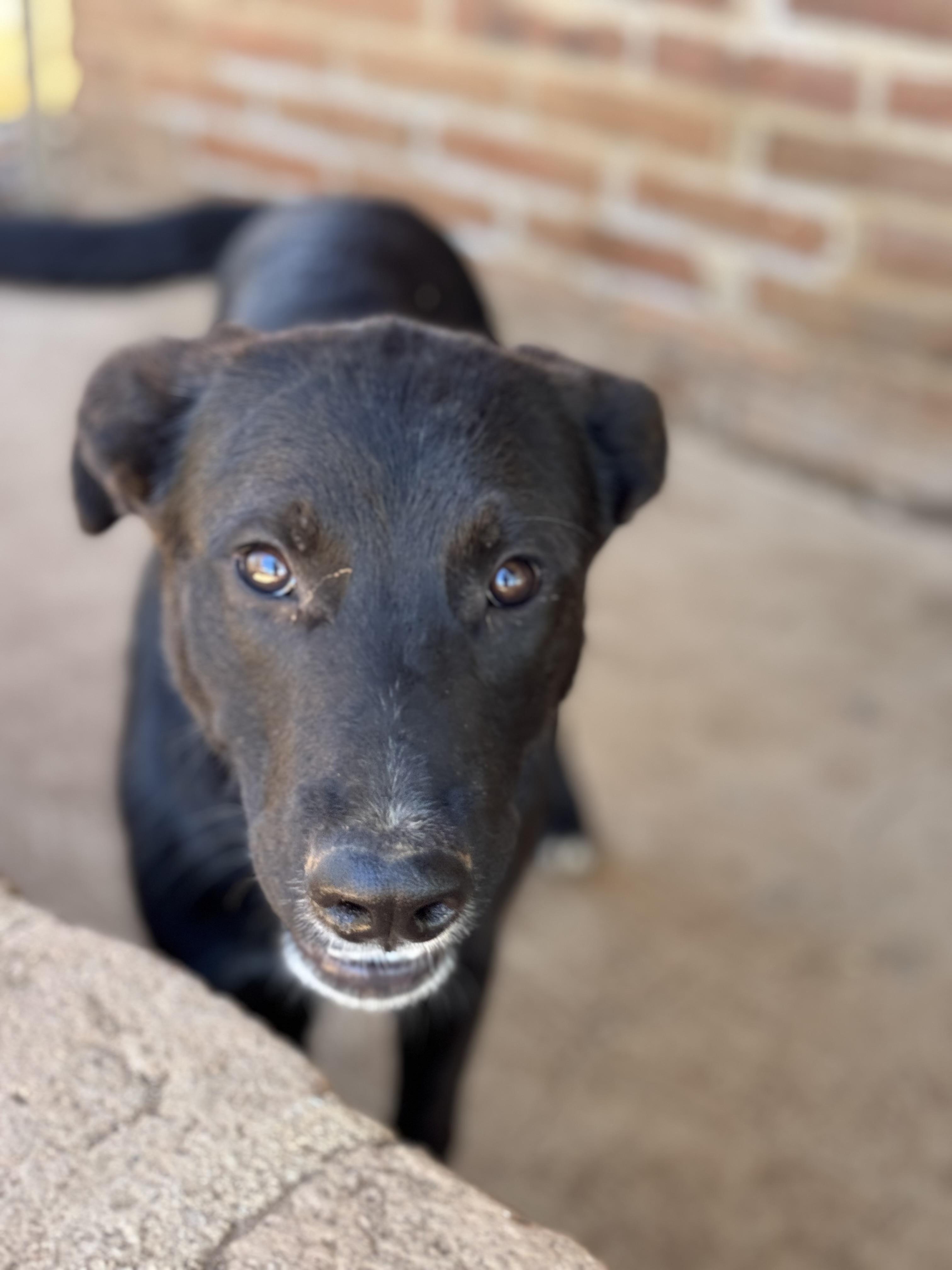 Enlarge Coffee, a Adoptable mixed breed in Bakersfield, CA image 3/6