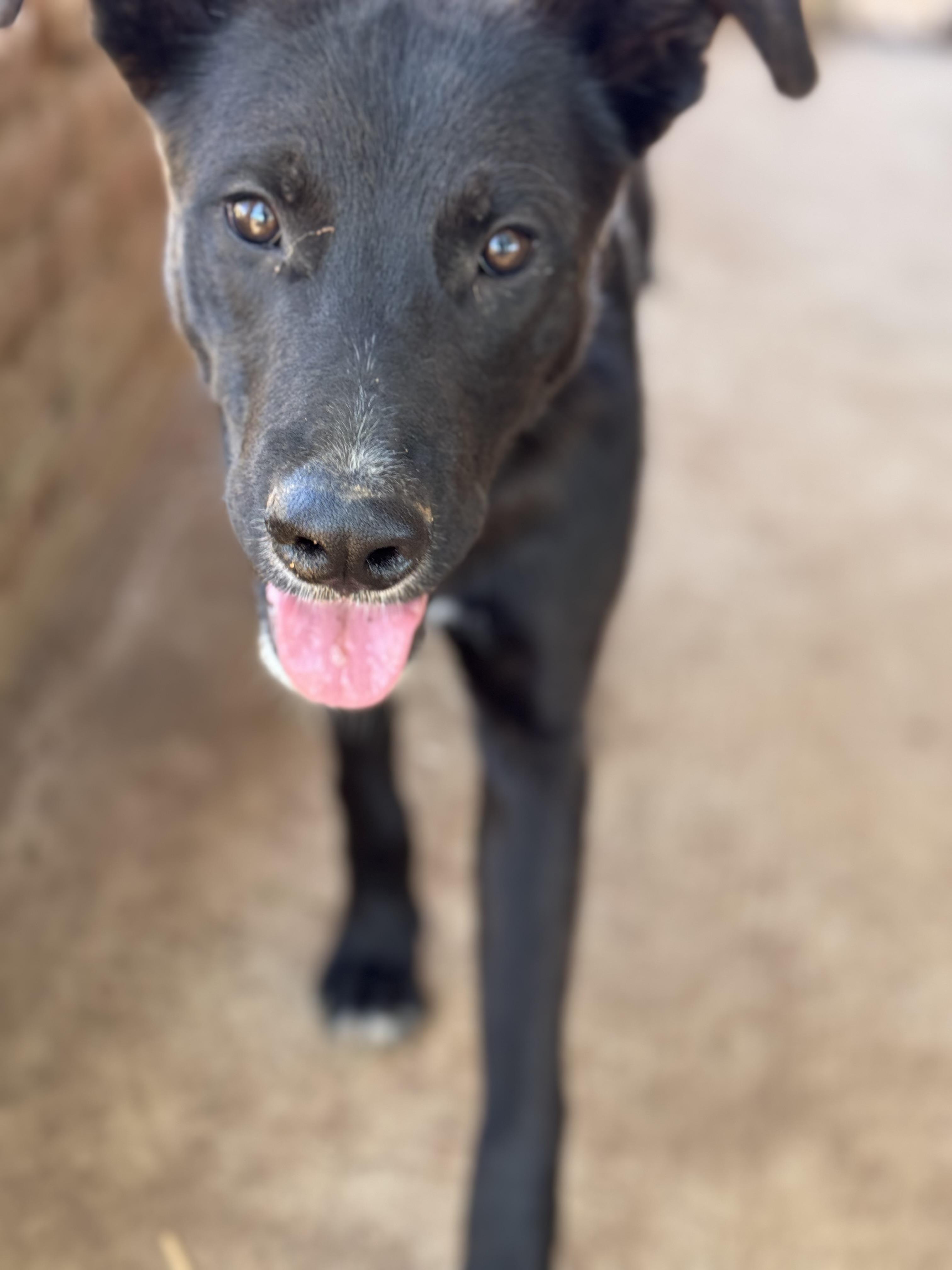 Enlarge Coffee, a Adoptable mixed breed in Bakersfield, CA image 4/6