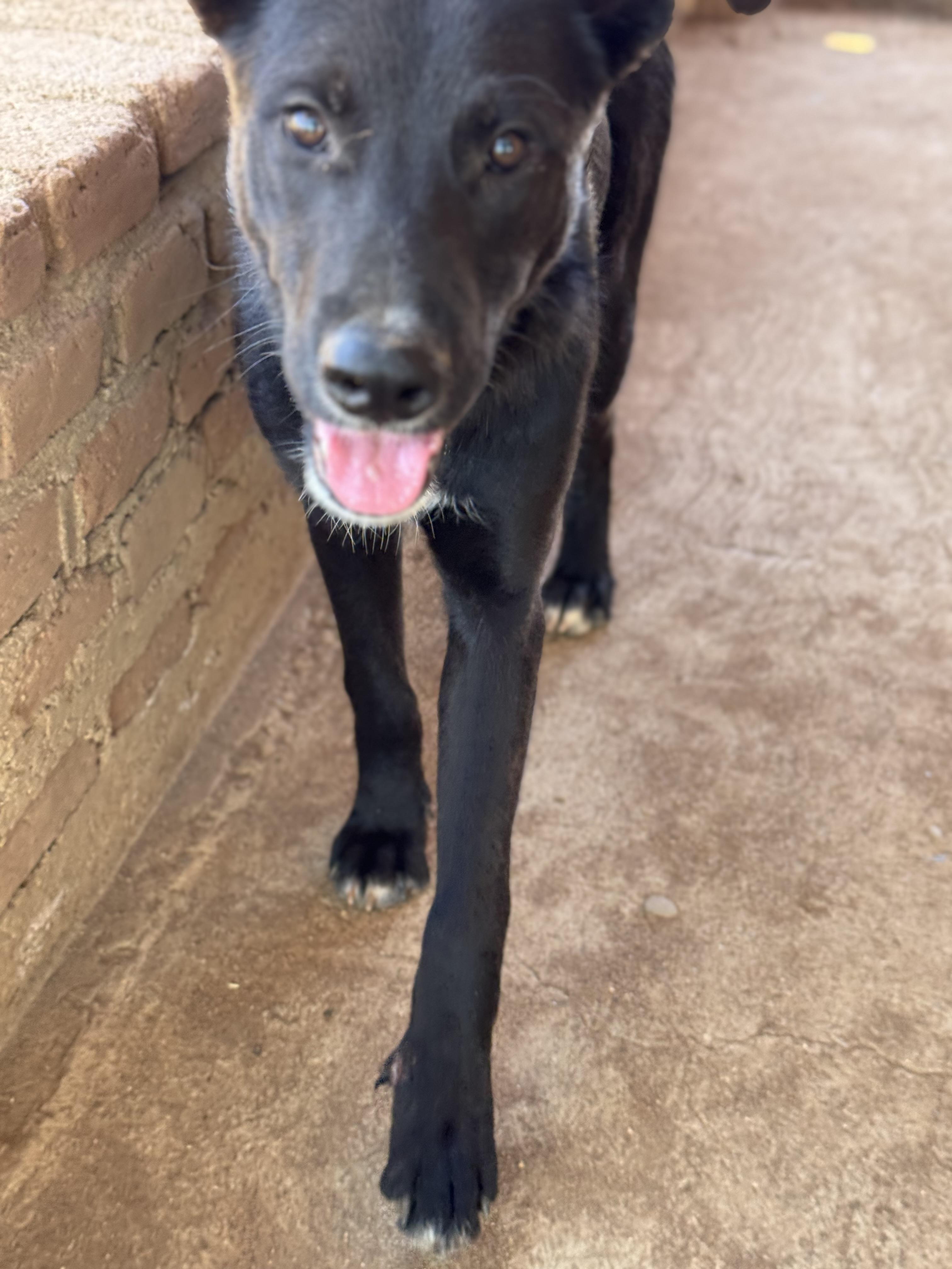 Enlarge Coffee, a Adoptable mixed breed in Bakersfield, CA image 5/6