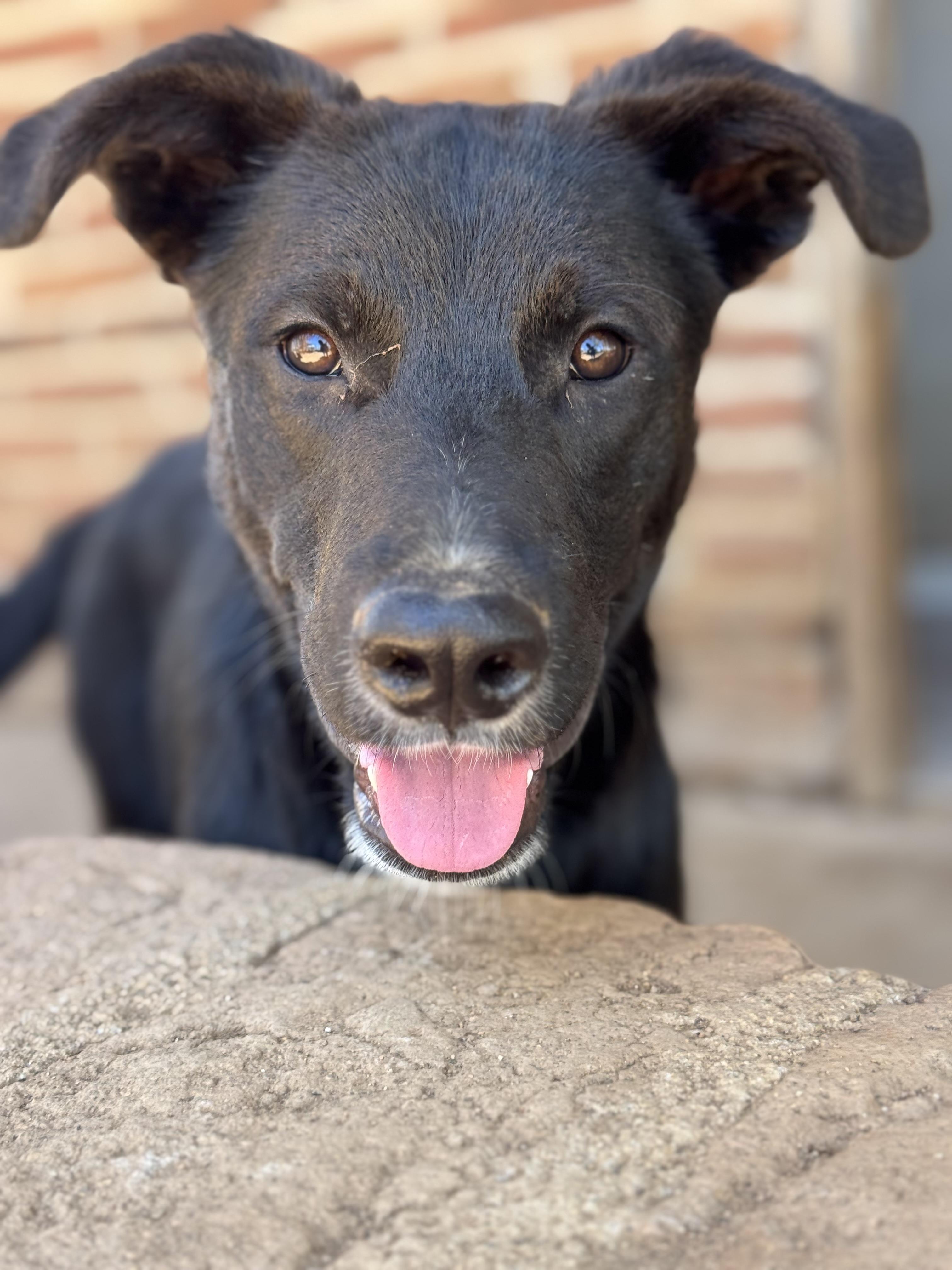 Enlarge Coffee, a Adoptable mixed breed in Bakersfield, CA image 6/6
