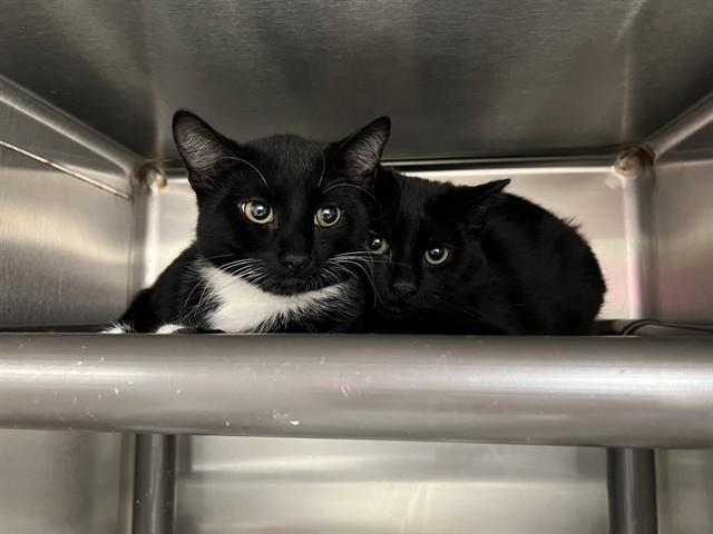 DUSTIN, Adoptable, Kitten Male Domestic Short Hair.