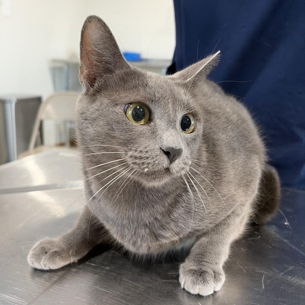 Enlarge Madeline, a Adoptable Domestic Short Hair in Harlingen, TX image 1/3