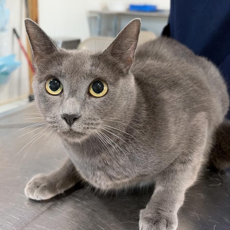 Enlarge Madeline, a Adoptable Domestic Short Hair in Harlingen, TX image 2/3