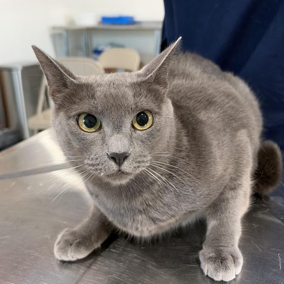 Enlarge Madeline, a Adoptable Domestic Short Hair in Harlingen, TX image 3/3