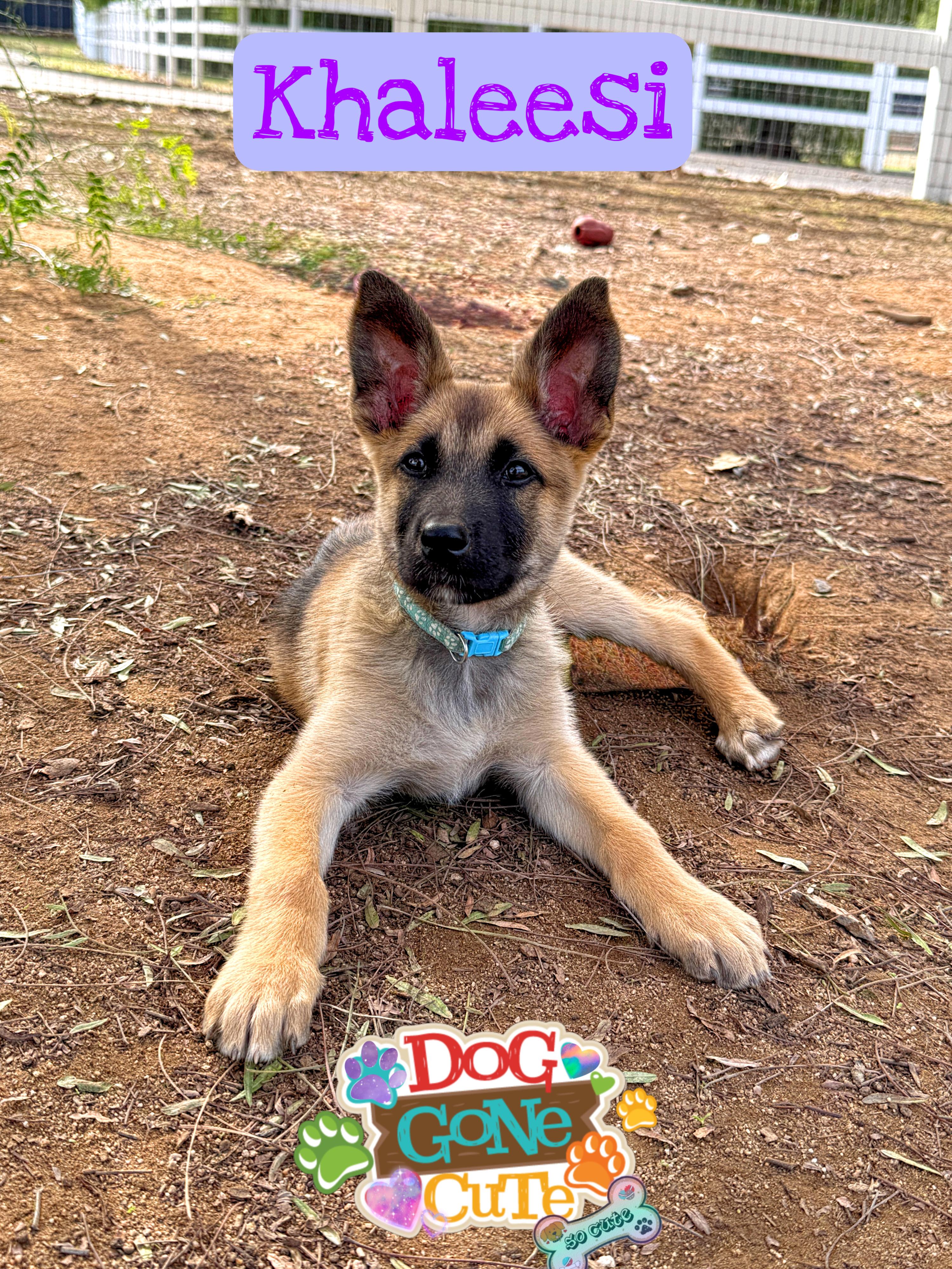 Enlarge Khaleesi, a ADOPTABLE mixed breed in Perris, CA image 1/3