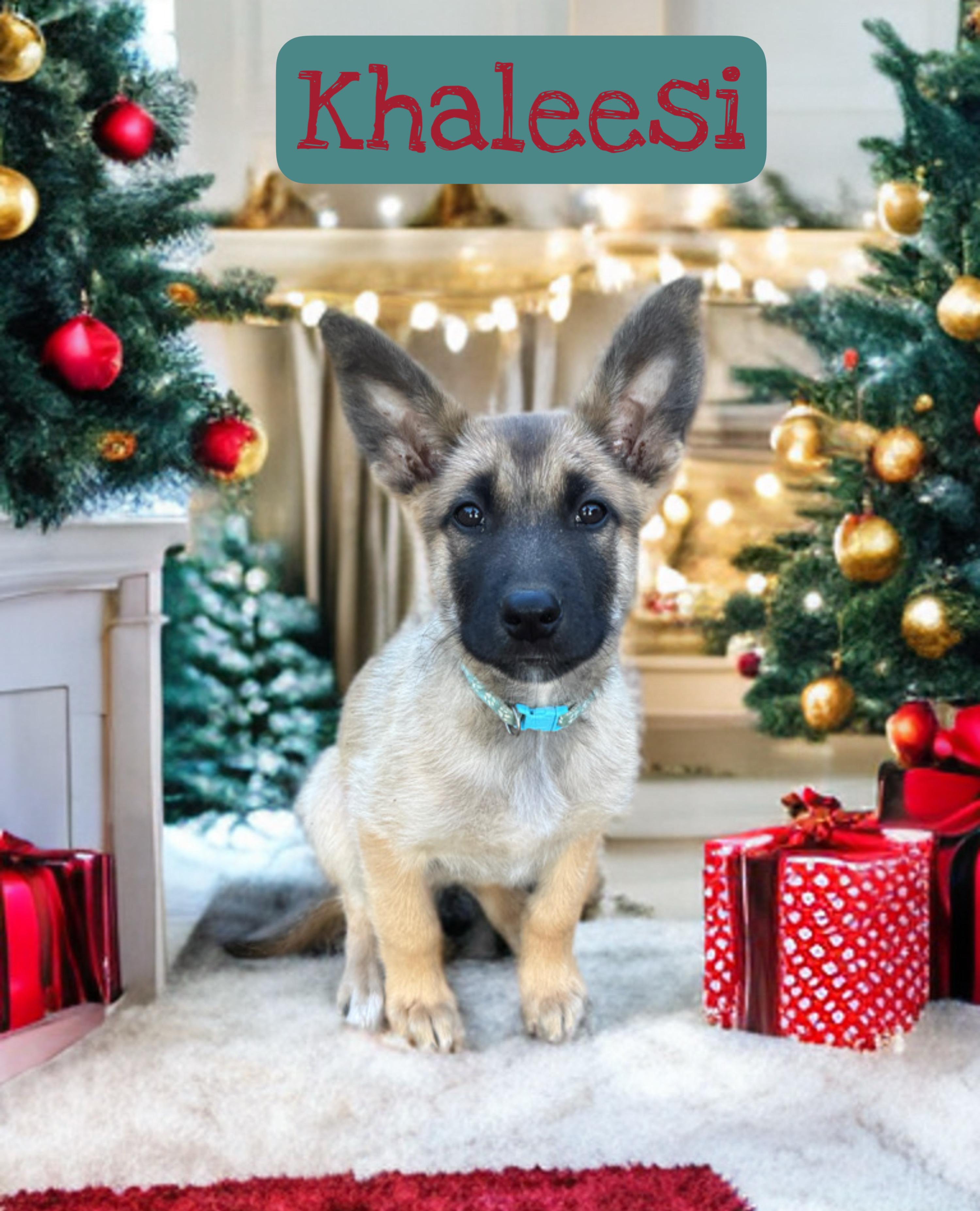 Enlarge Khaleesi, a ADOPTABLE mixed breed in Perris, CA image 2/3