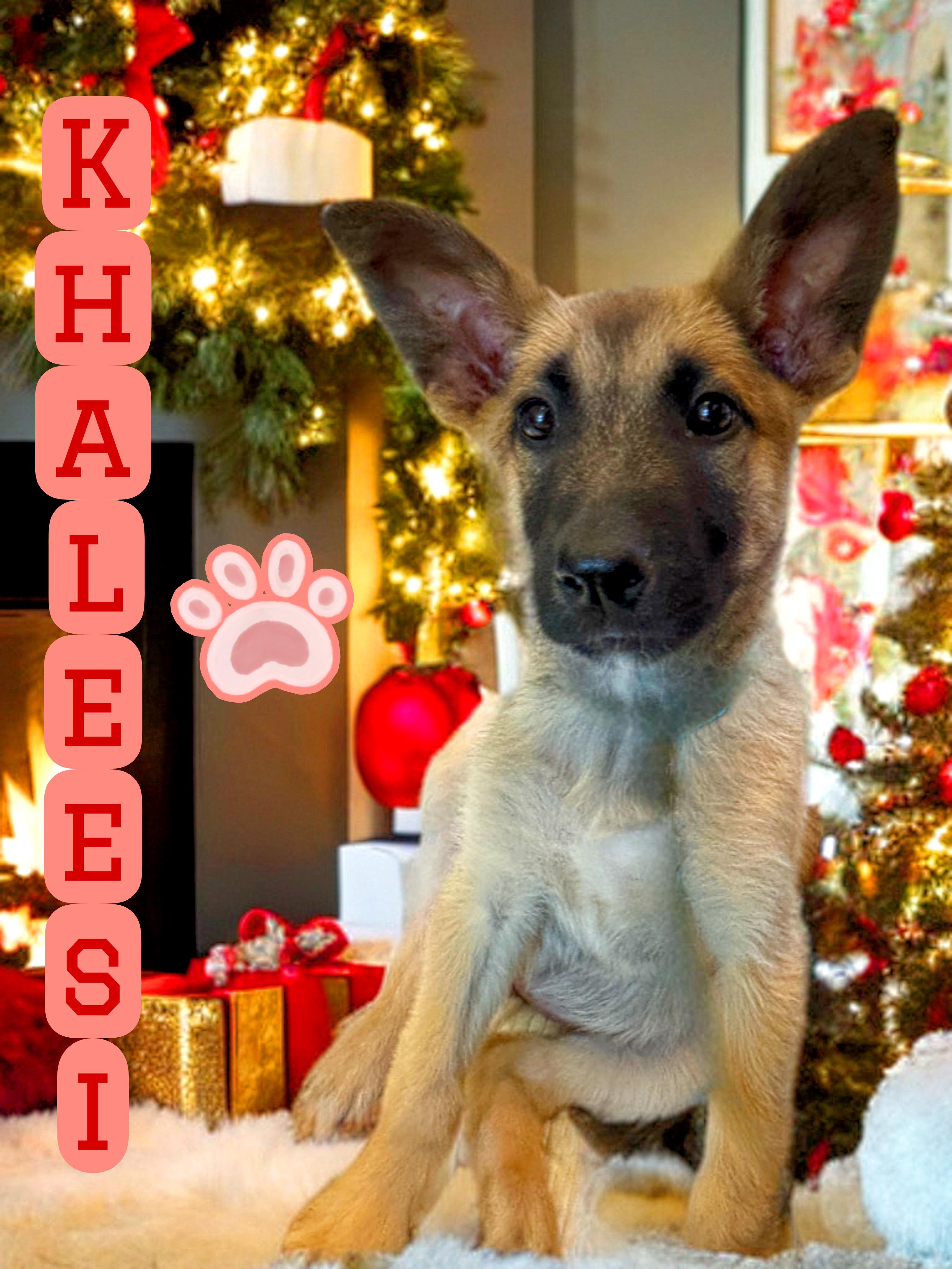 Enlarge Khaleesi, a ADOPTABLE mixed breed in Perris, CA image 3/3