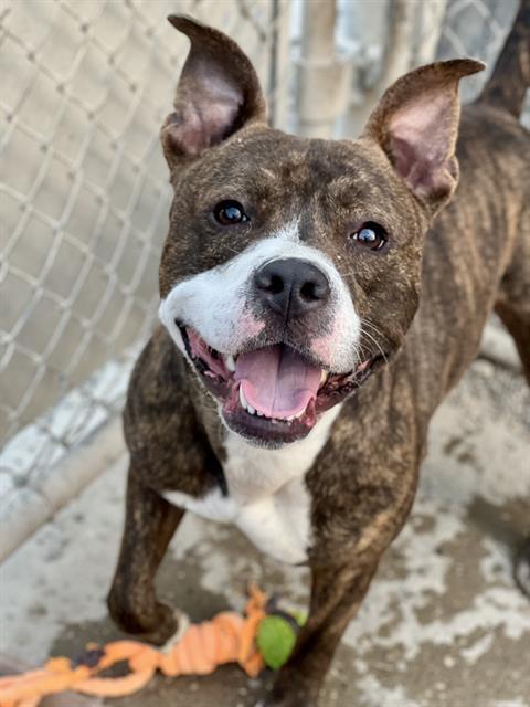 Enlarge HANK, a Adoptable Pit Bull Terrier in Indianapolis, IN image 1/1