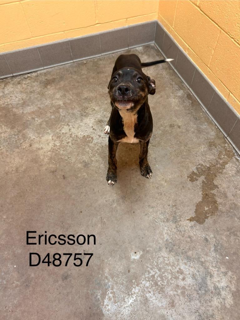 Sullivan, Adoptable, Young Male Mixed Breed.