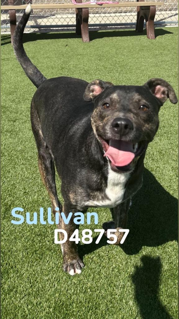 Sullivan, a Adoptable Mixed Breed in Clarksville, TN image 2/2