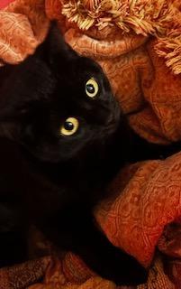 Enlarge Candy Cat, a Adoptable mixed breed in Grand Junction, CO image 1/1