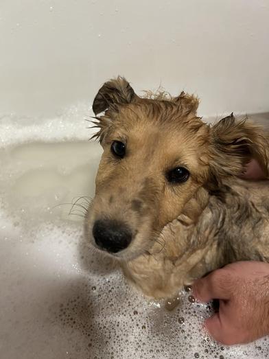 Lotus — thumbnail 2