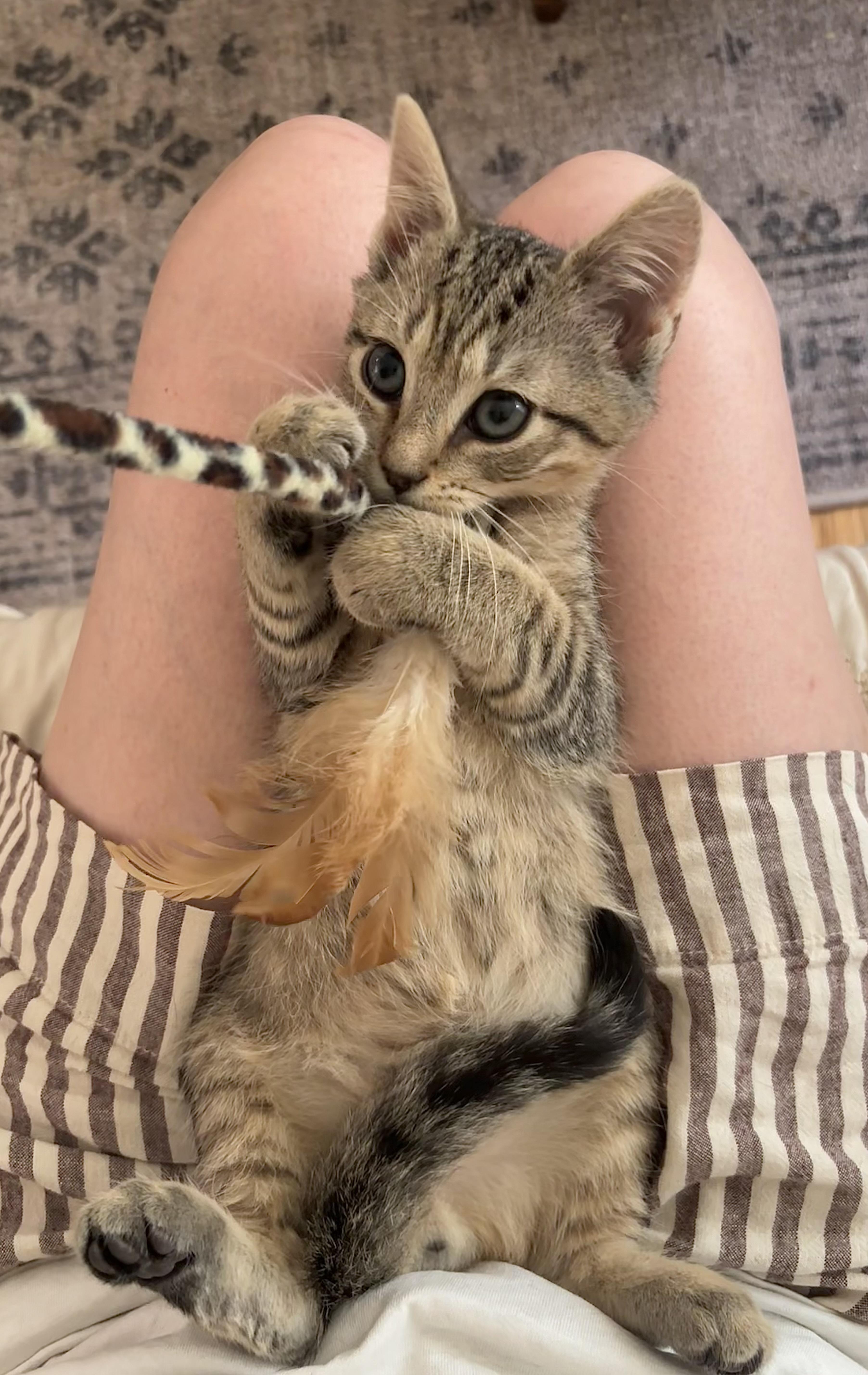 Enlarge Kirk, an adopted Domestic Short Hair in Ridgefield, CT image 4/6