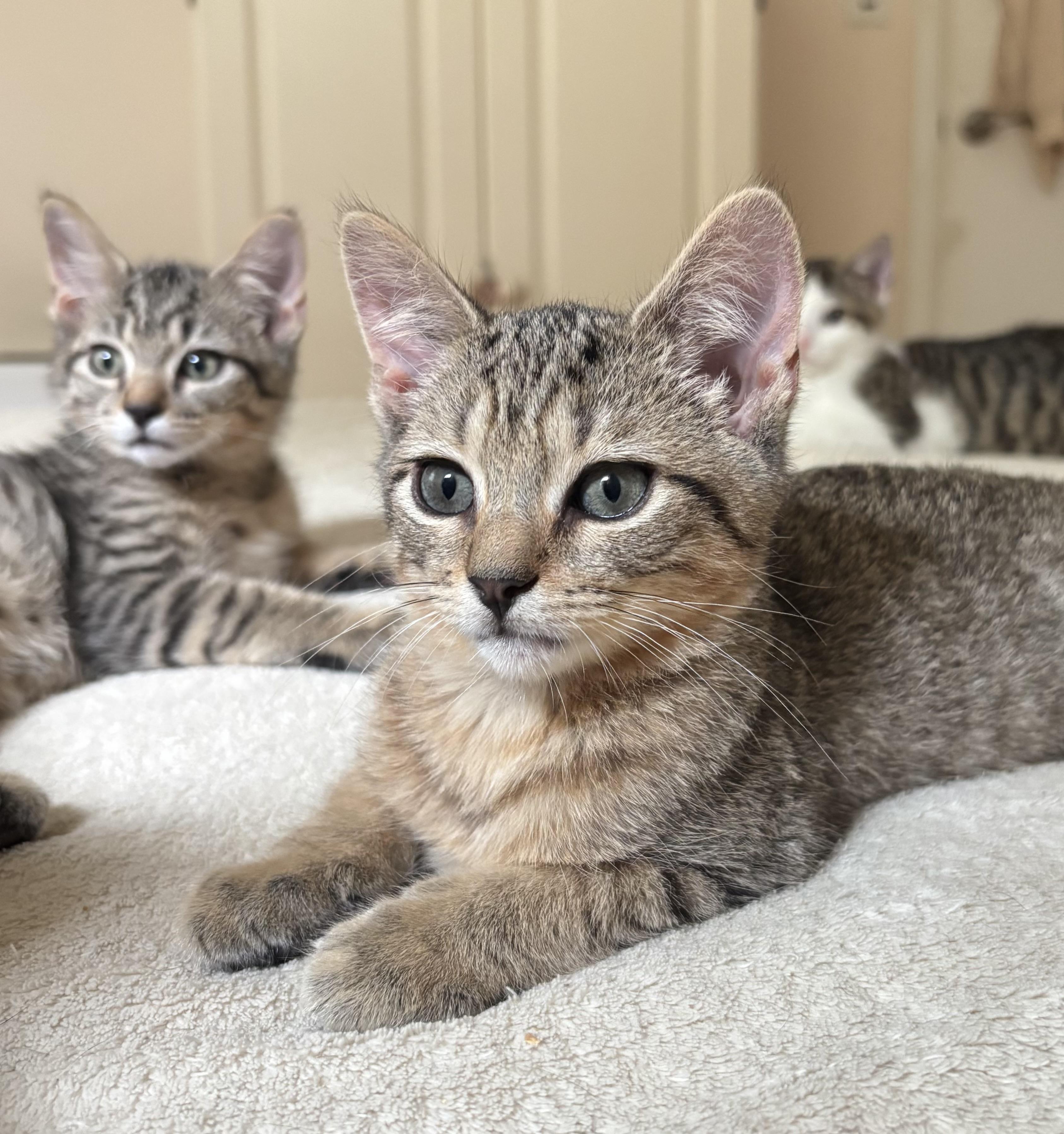 Enlarge Kirk, an adopted Domestic Short Hair in Ridgefield, CT image 2/6