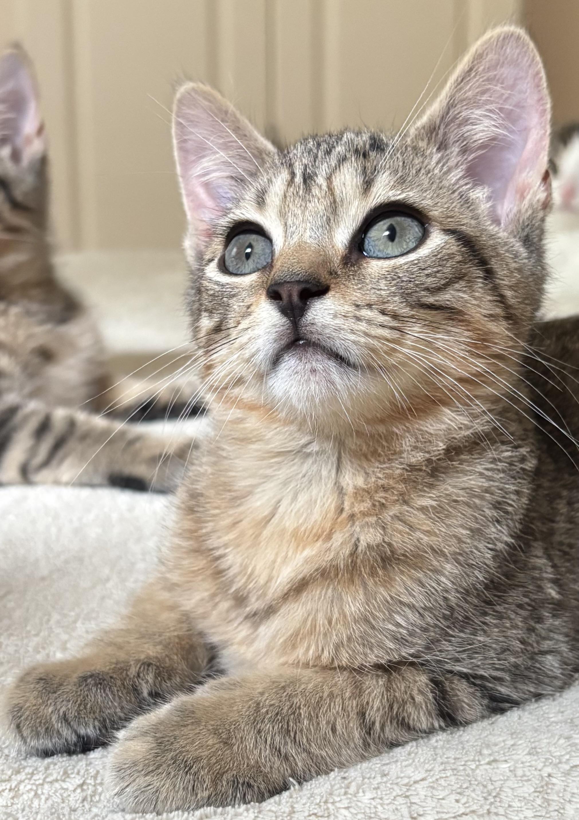 Kirk, adopted, Kitten Male Domestic Short Hair.