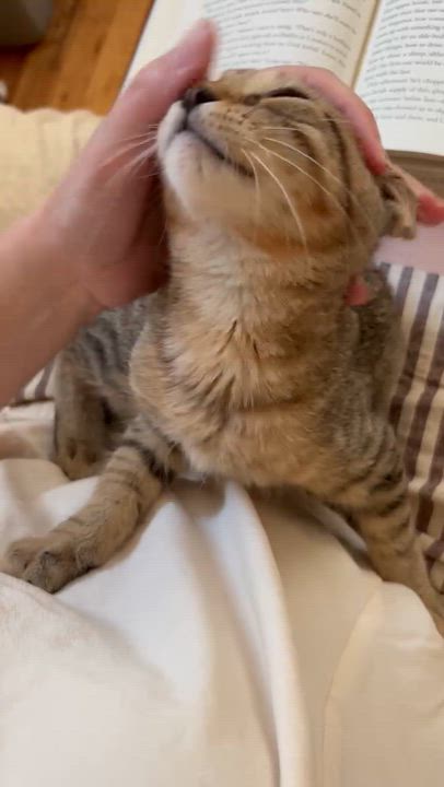 Enlarge Kirk, an adopted Domestic Short Hair in Ridgefield, CT video 6/6