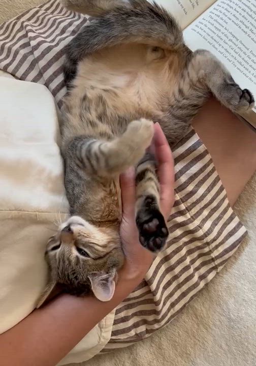 Enlarge Kirk, an adopted Domestic Short Hair in Ridgefield, CT video 5/6