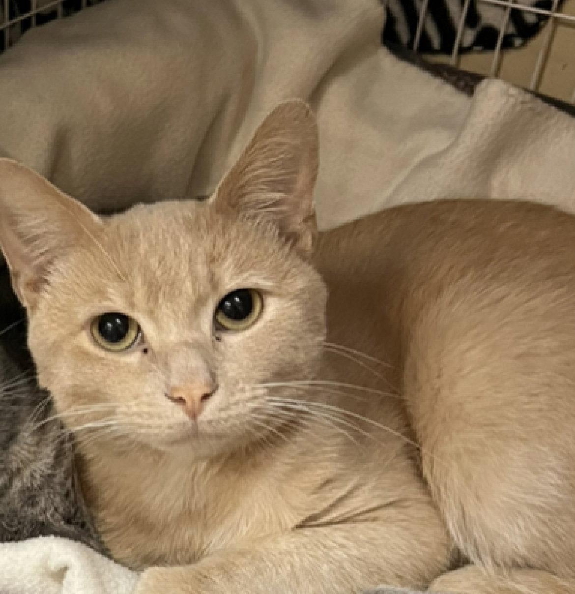 Clyde, Adoptable, Young Male Domestic Short Hair.