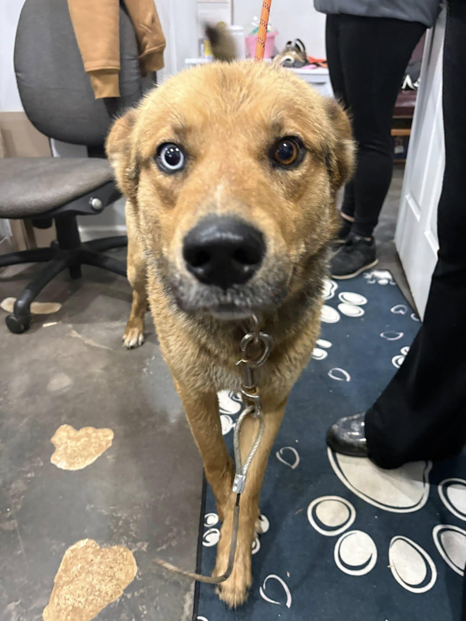 Zion, ADOPTABLE, Adult Female German Shepherd Dog.