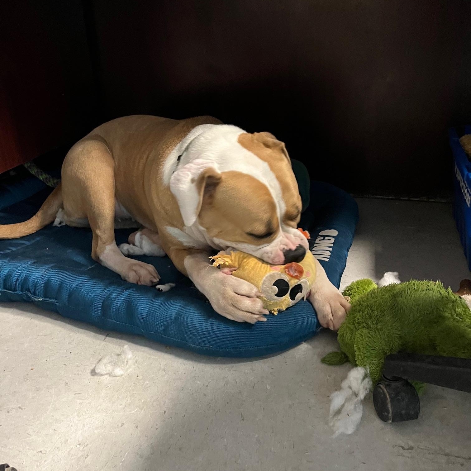 Enlarge Maggie, a Adoptable American Bulldog in St Thomas, ON image 1/3