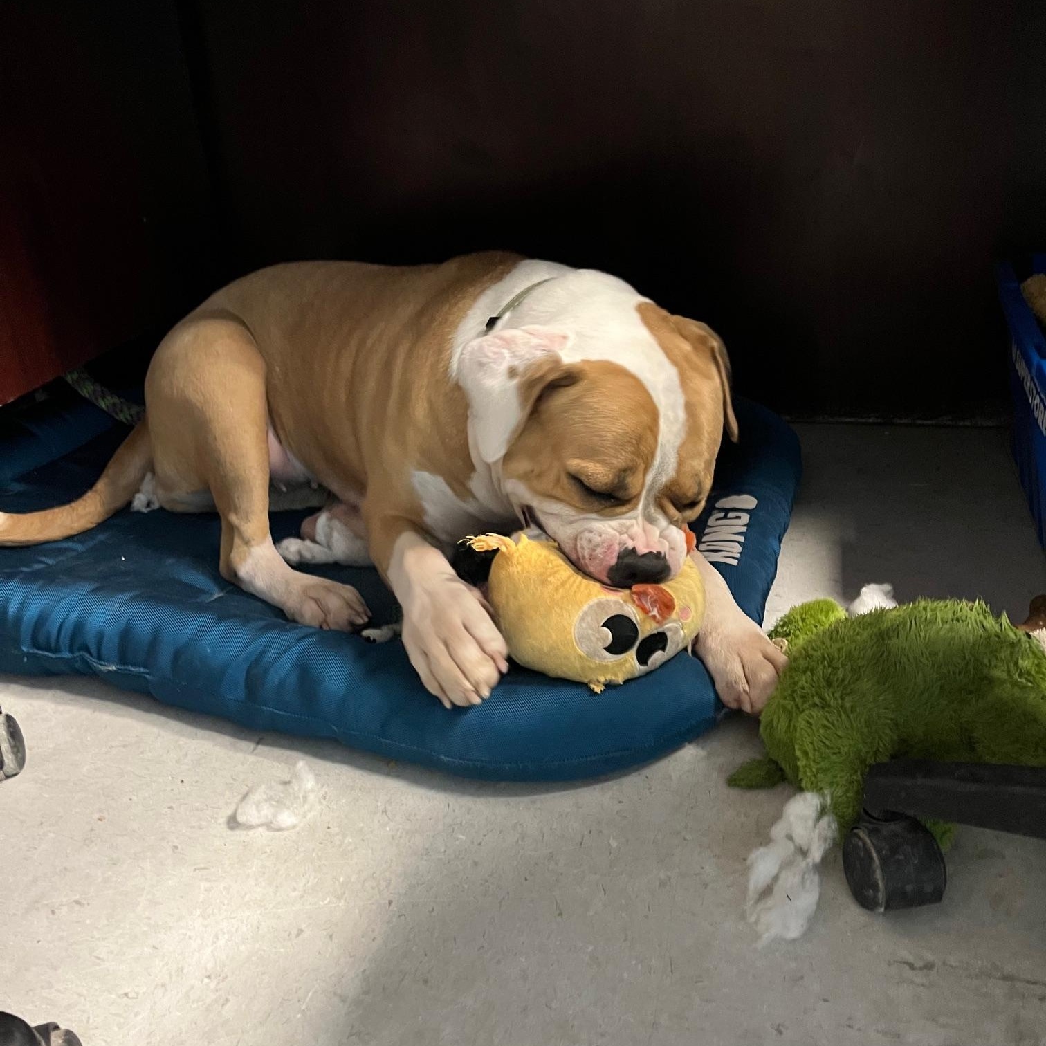 Enlarge Maggie, a Adoptable American Bulldog in St Thomas, ON image 3/3