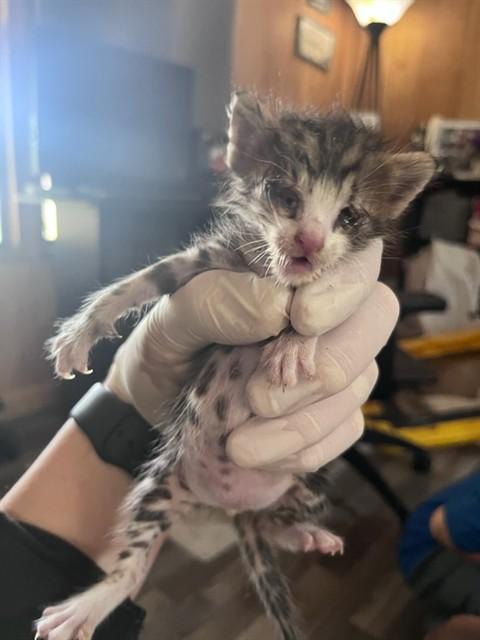 CAPTAIN HOOK, Adoptable, Kitten Male Domestic Short Hair.