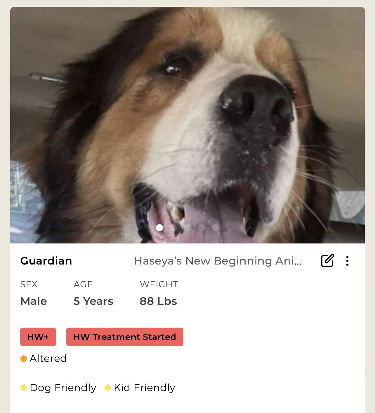 Guardian, Adult Male Mixed Breed