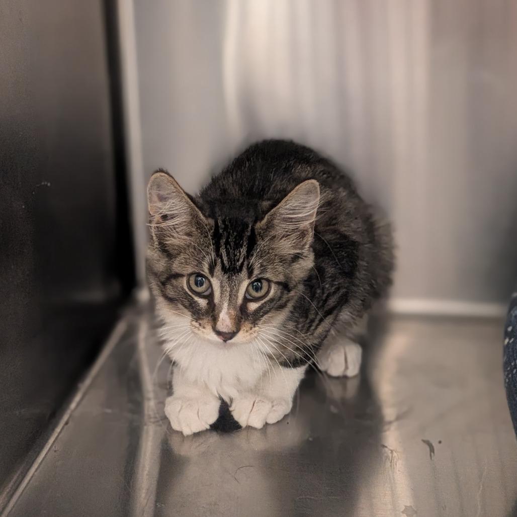 Franklin, Adoptable, Kitten Male Domestic Medium Hair.