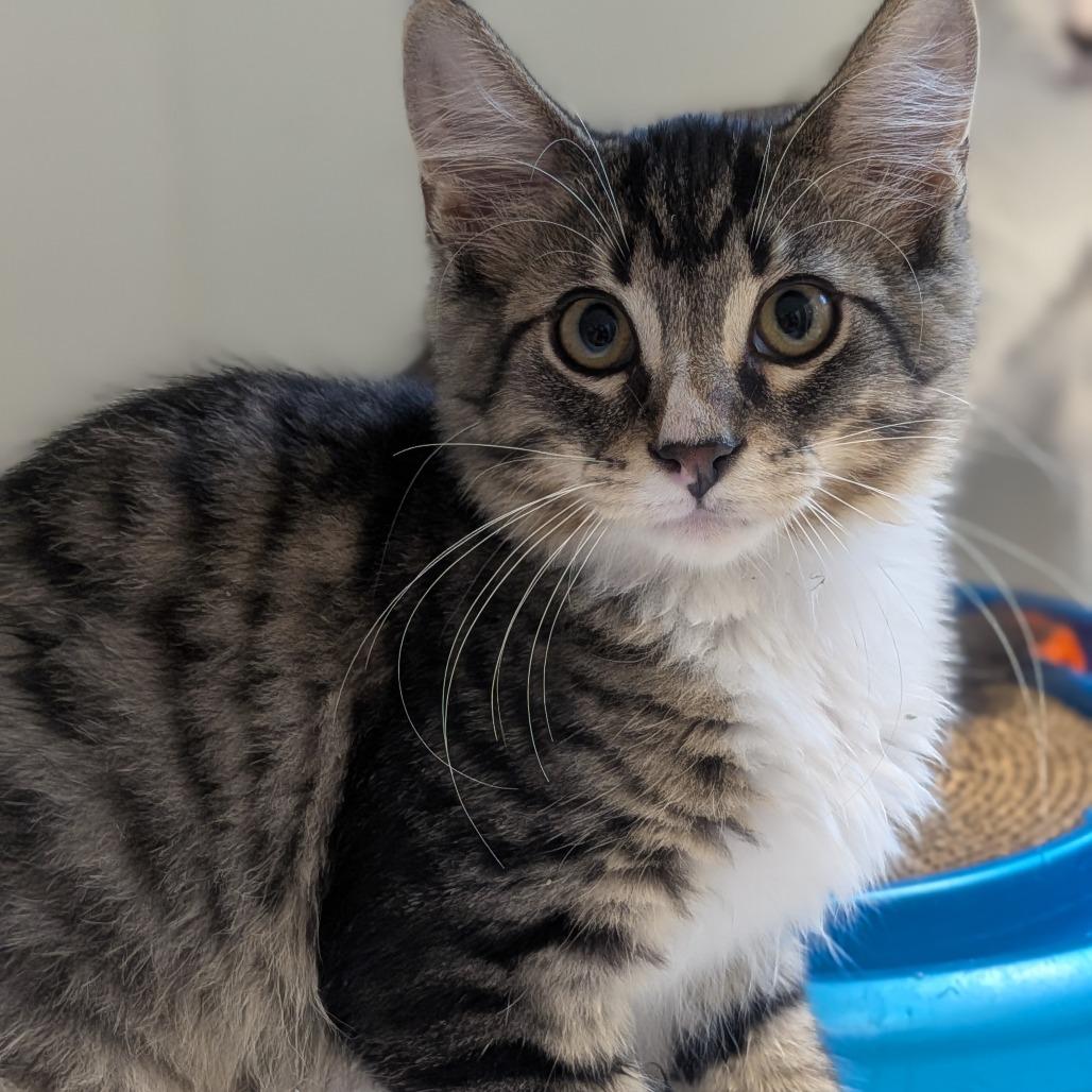 Enlarge Franklin, a Adoptable Domestic Medium Hair in Prairie du Chien, WI image 2/3