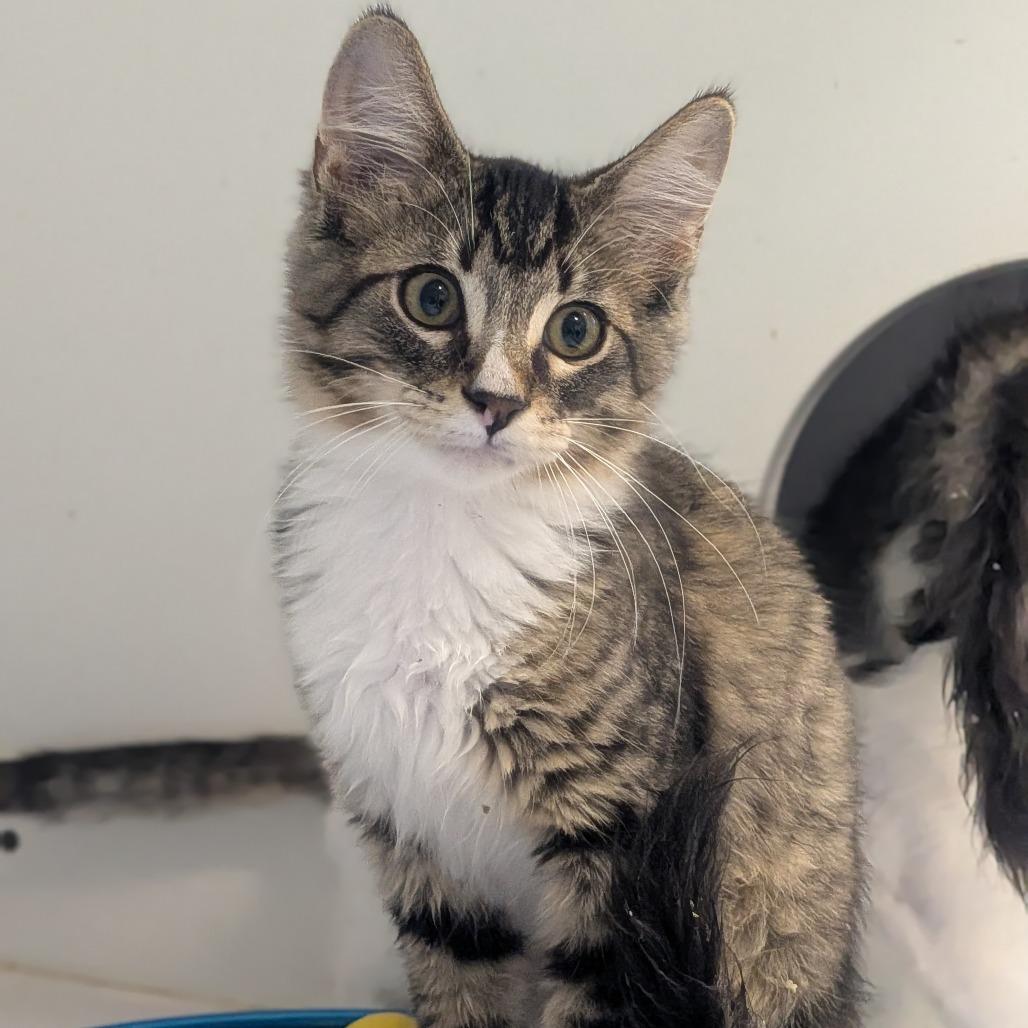 Enlarge Franklin, a Adoptable Domestic Medium Hair in Prairie du Chien, WI image 3/3