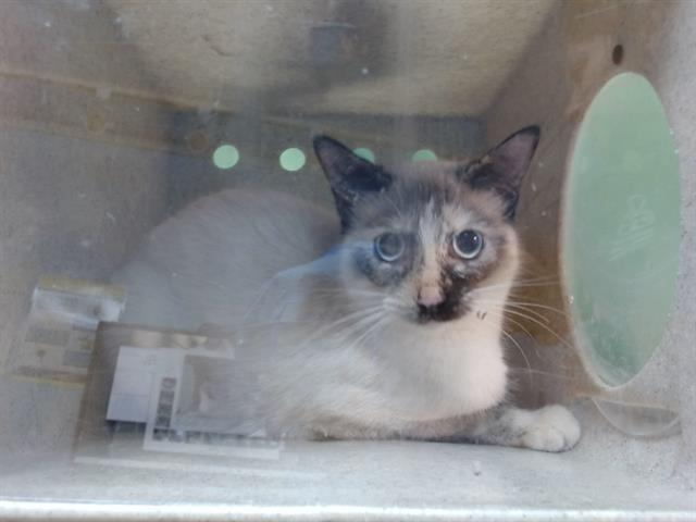 DANI, Adoptable, Young Female Domestic Short Hair.