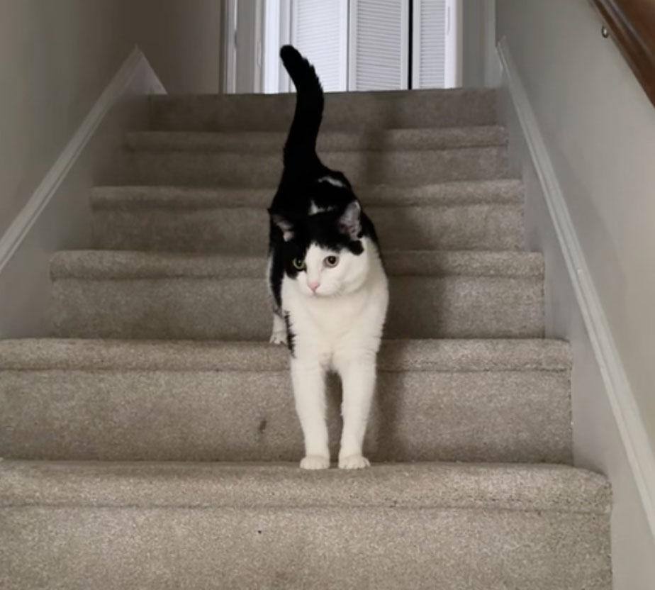 Enlarge Gatsby, a Adoptable Tuxedo in Boothbay, ME image 3/5