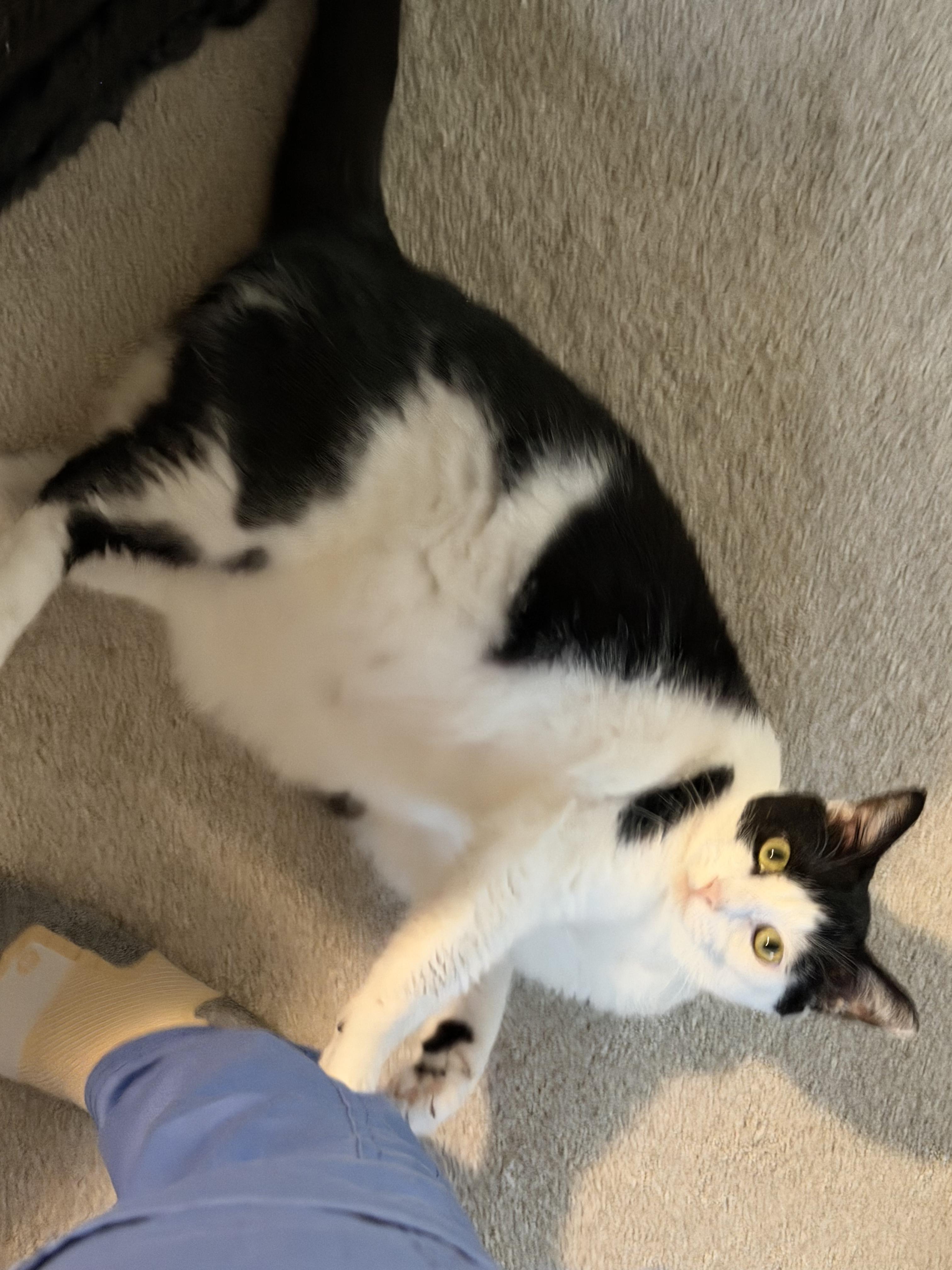 Enlarge Gatsby, a Adoptable Tuxedo in Boothbay, ME image 5/5