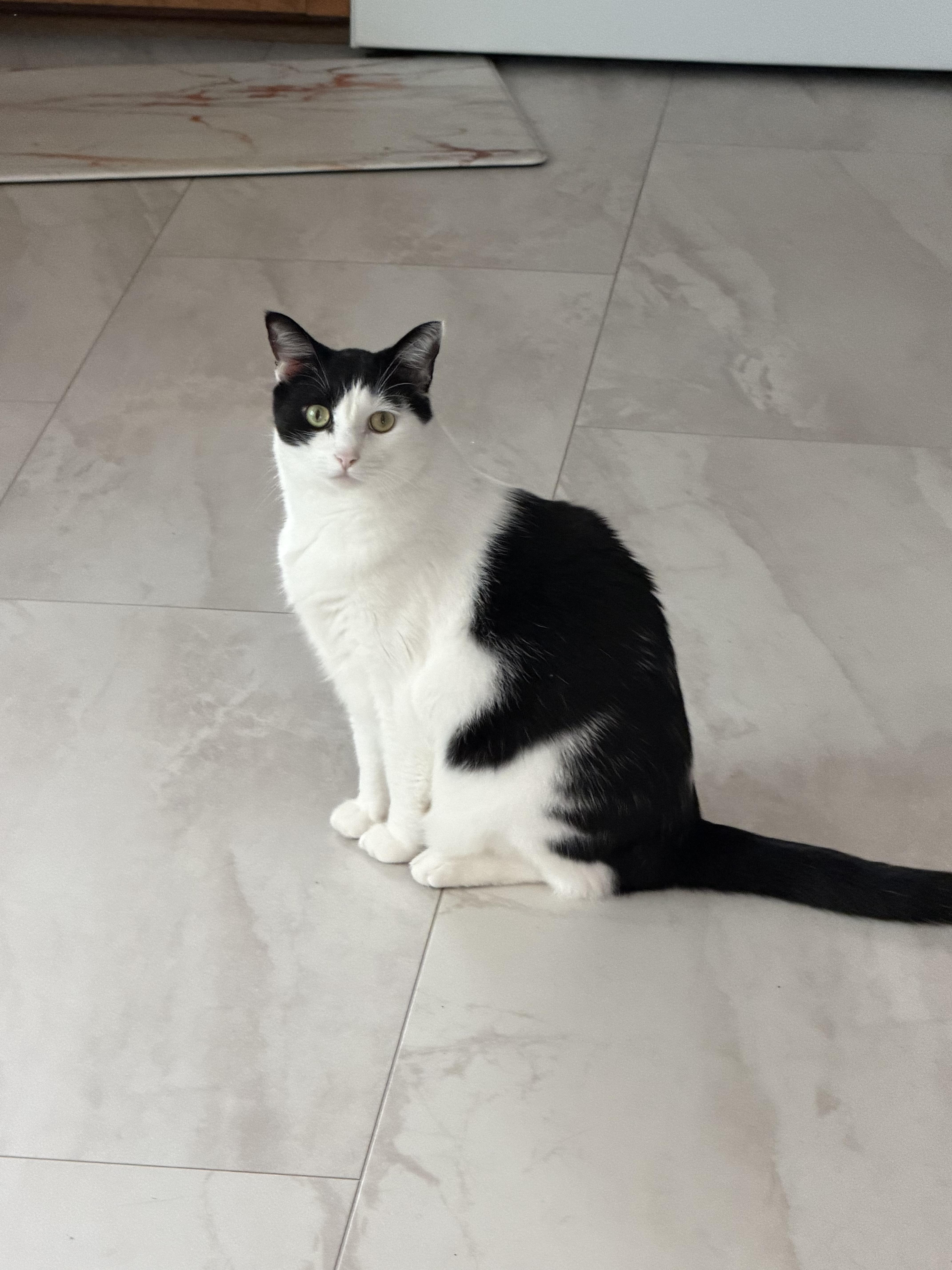 Gatsby, Adoptable, Adult Male Tuxedo.