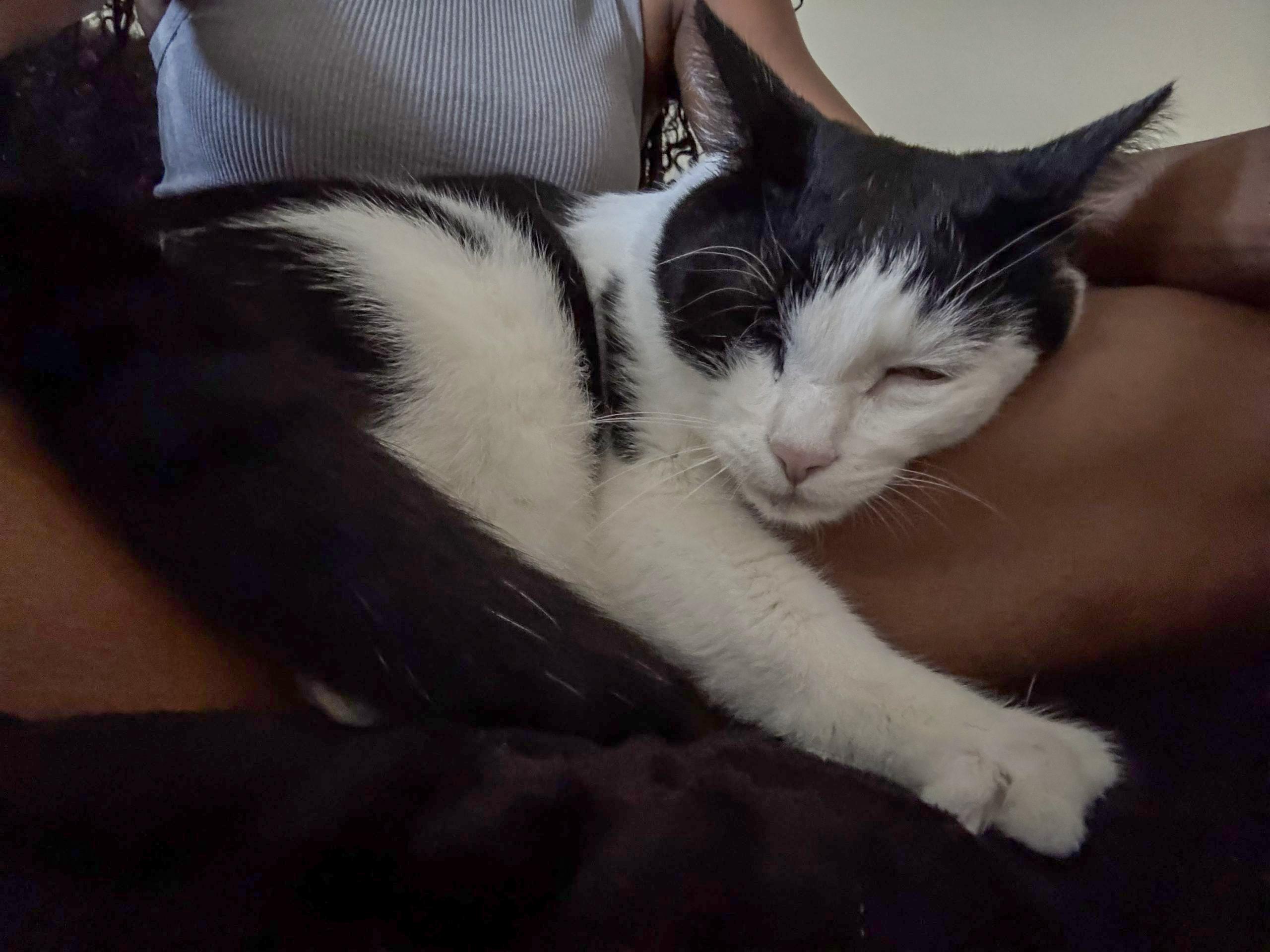 Enlarge Gatsby, a Adoptable Tuxedo in Boothbay, ME image 2/5