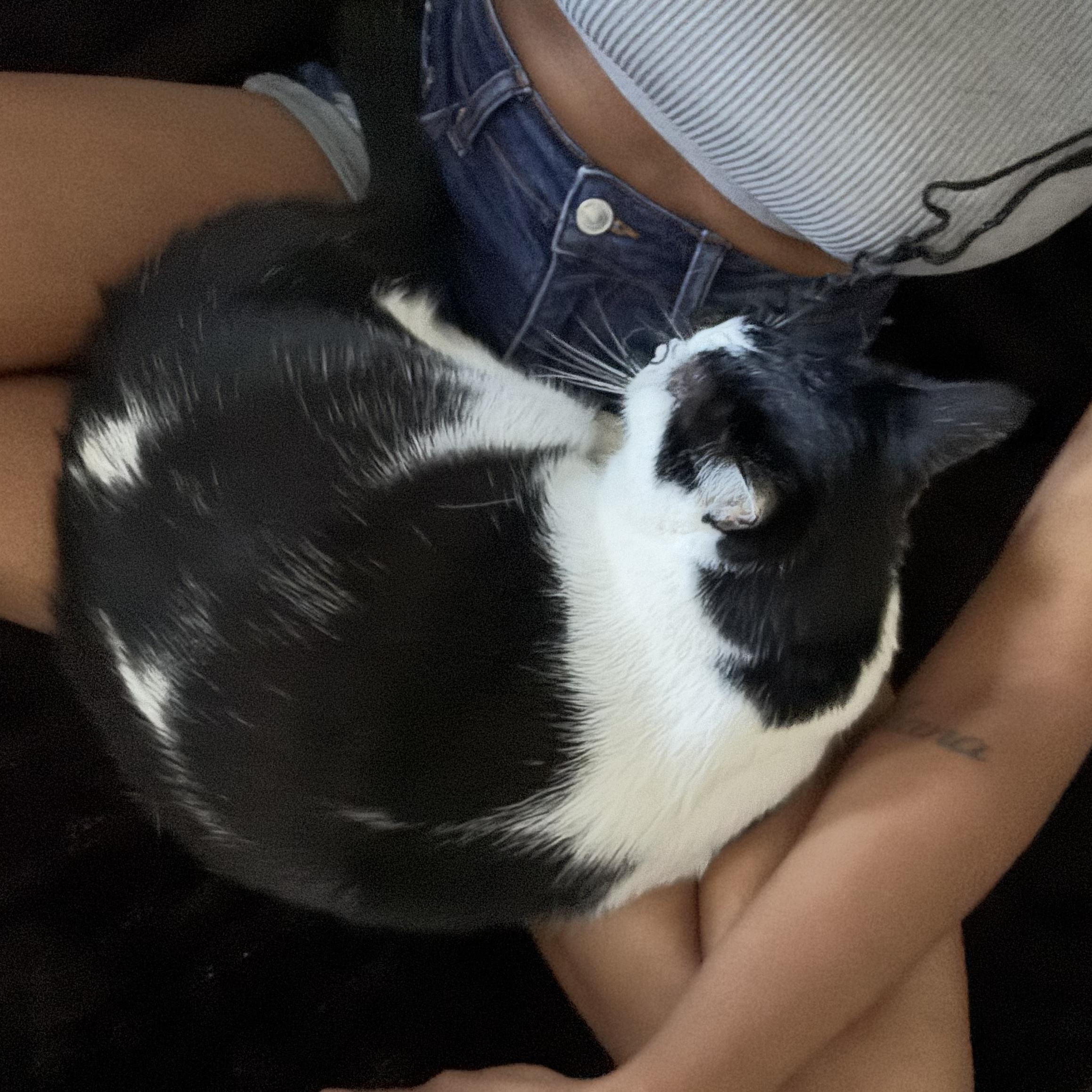 Enlarge Gatsby, a Adoptable Tuxedo in Boothbay, ME image 4/5