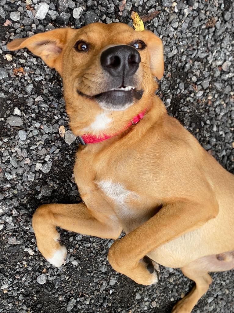 Smiles, a Adoptable mixed breed in Fall River, MA image 1/6