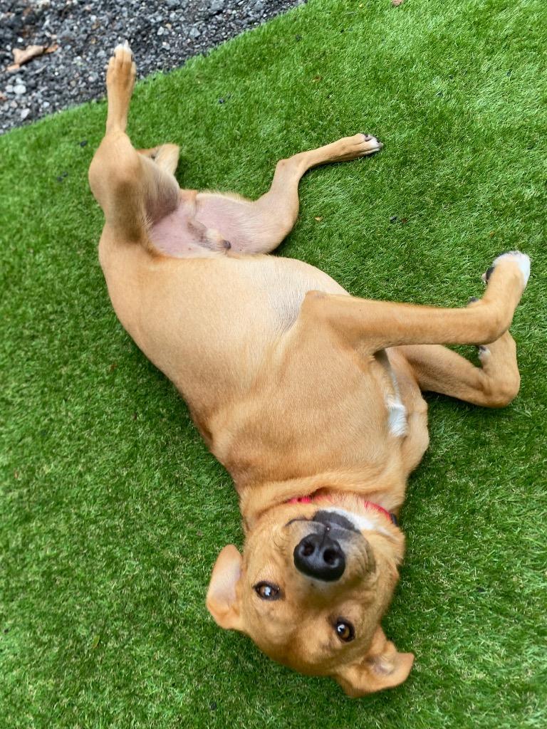 Smiles, a Adoptable mixed breed in Fall River, MA image 2/6