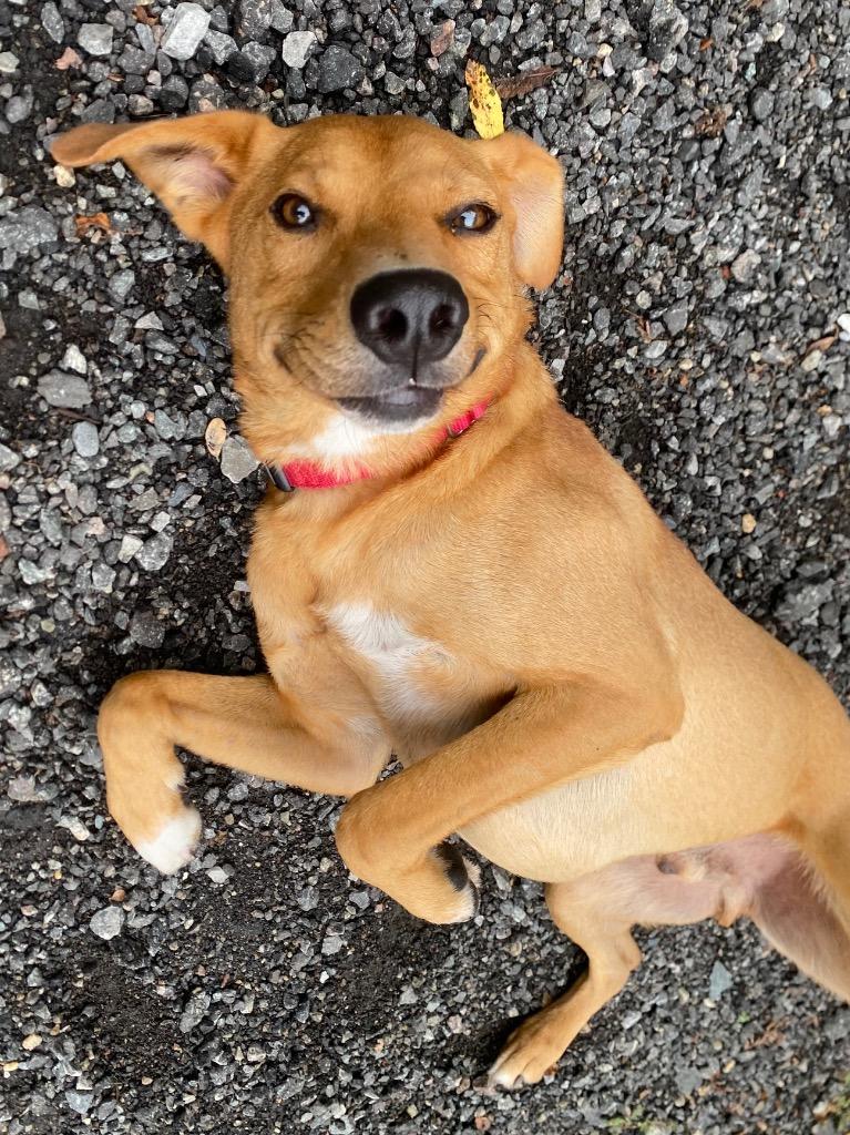 Smiles, a Adoptable mixed breed in Fall River, MA image 3/6
